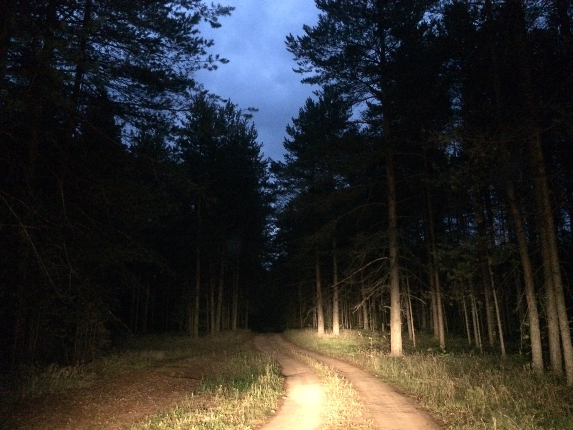 Дорога белела освещенная месяцем. Дорога в лесу ночью. «Ночь в лесу». Лесная дорога ночью. Ночной лес.