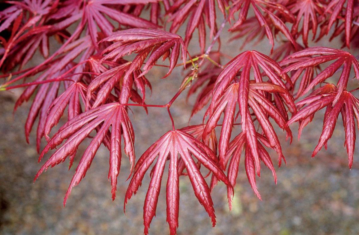 Acer palmatum \'Trompenburg\'