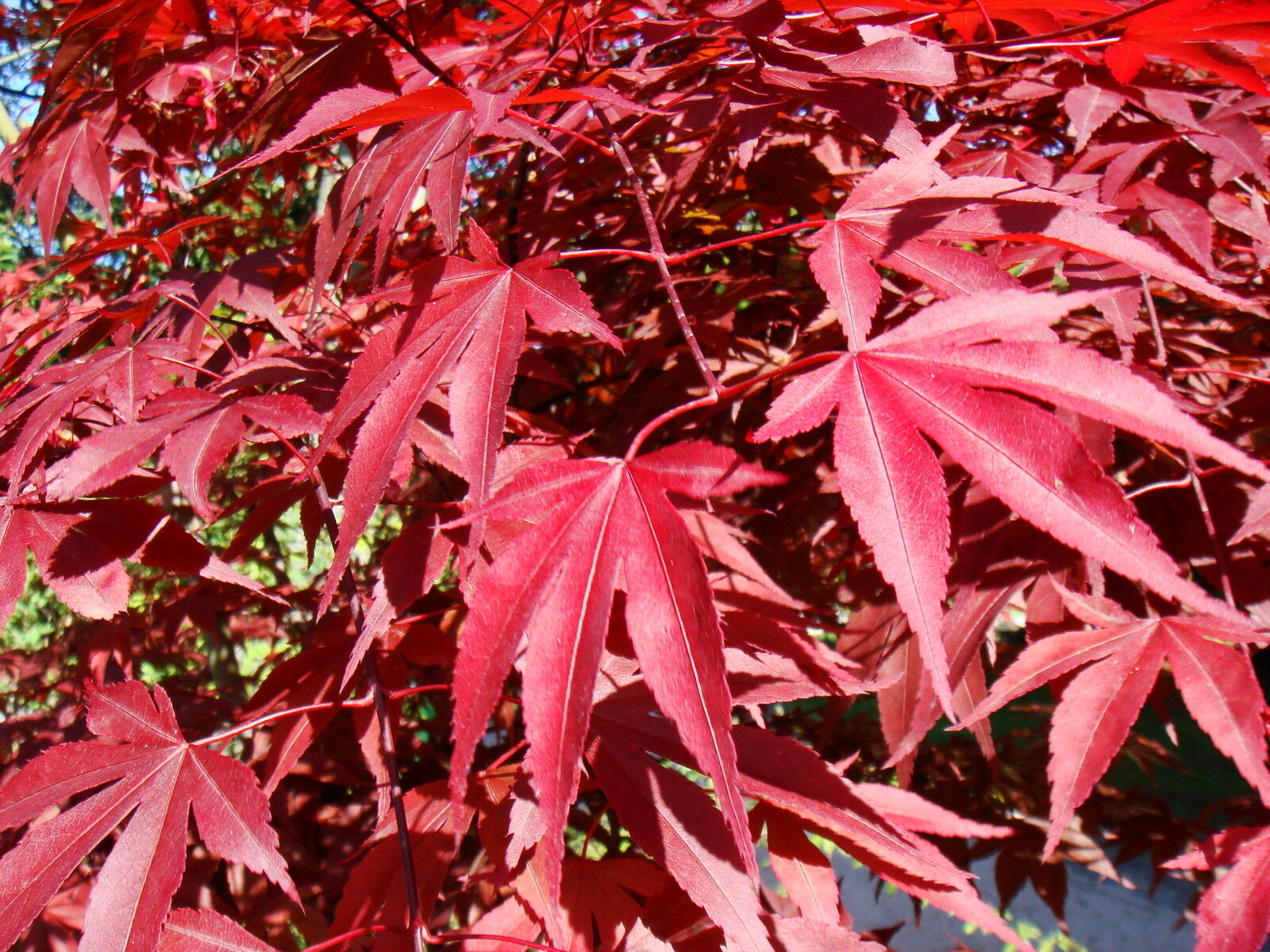 Клен дланевидный/веерный (Acer palmatum Atropurpureum) p9