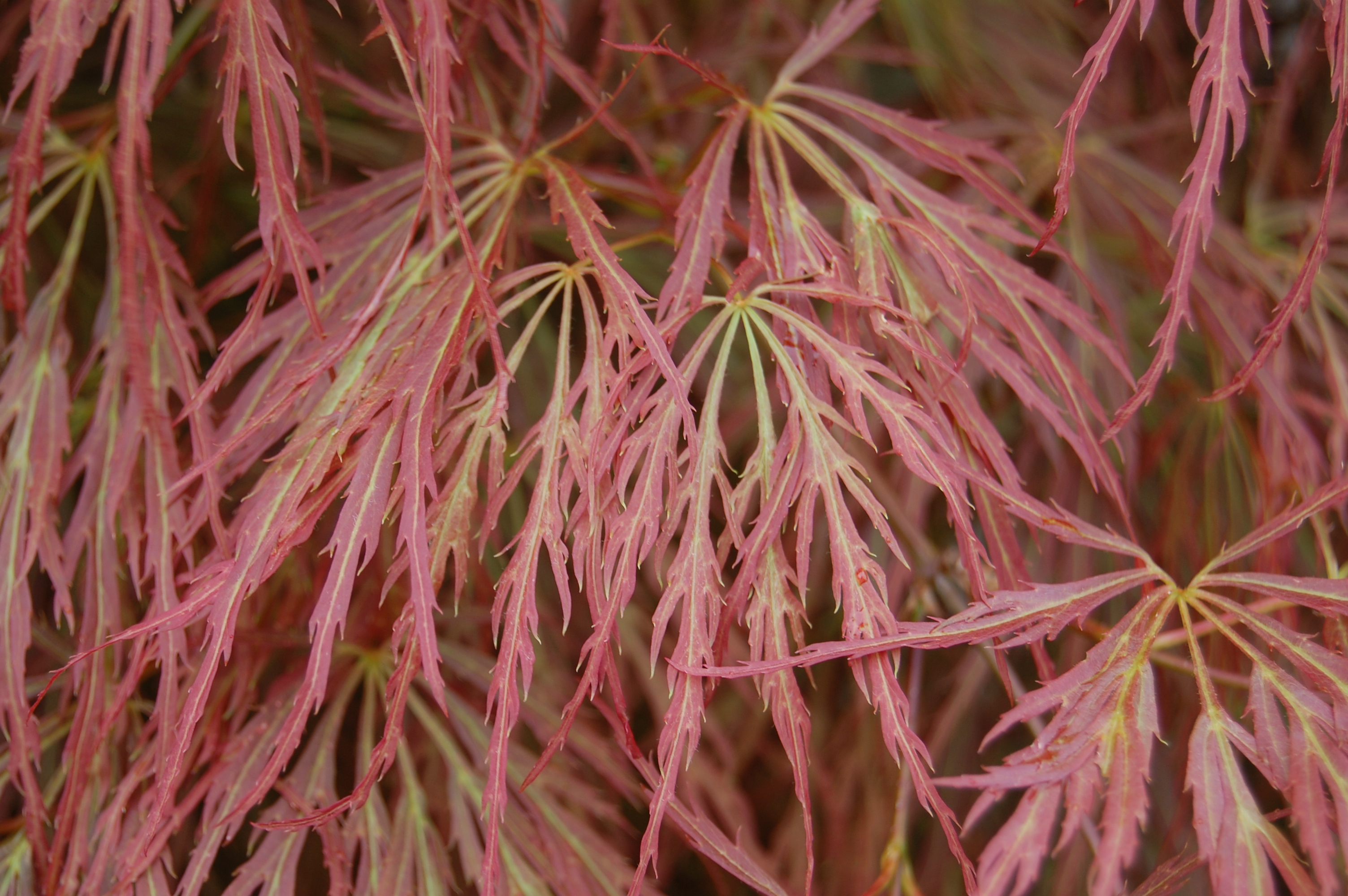 Клен дланевидный Acer palmatum