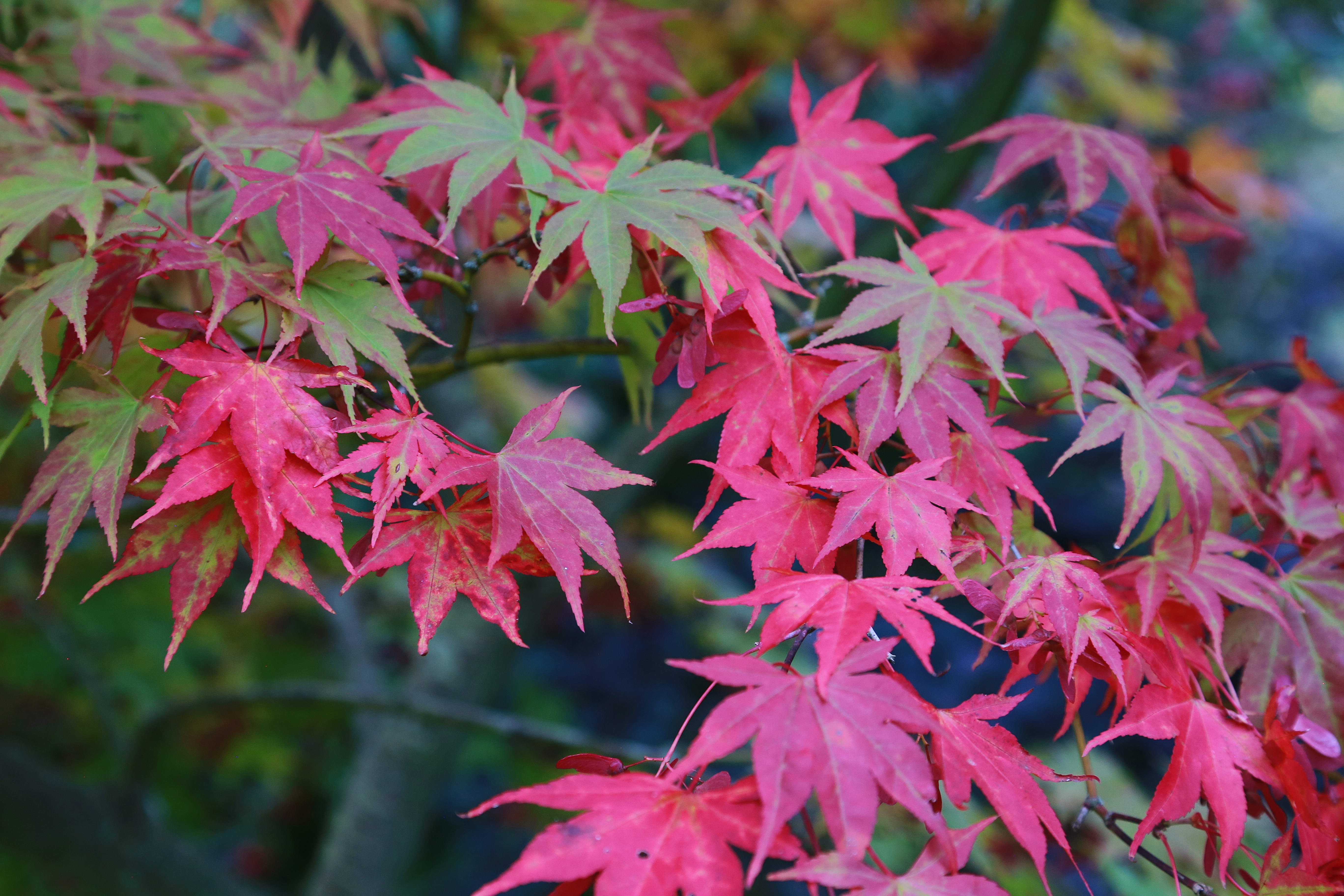 Японский клен Acer palmatum