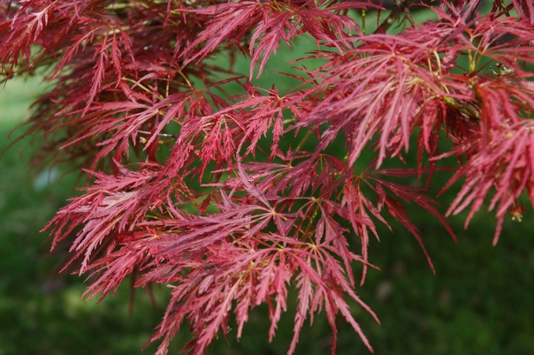 Клен дланевидный Atropurpureum