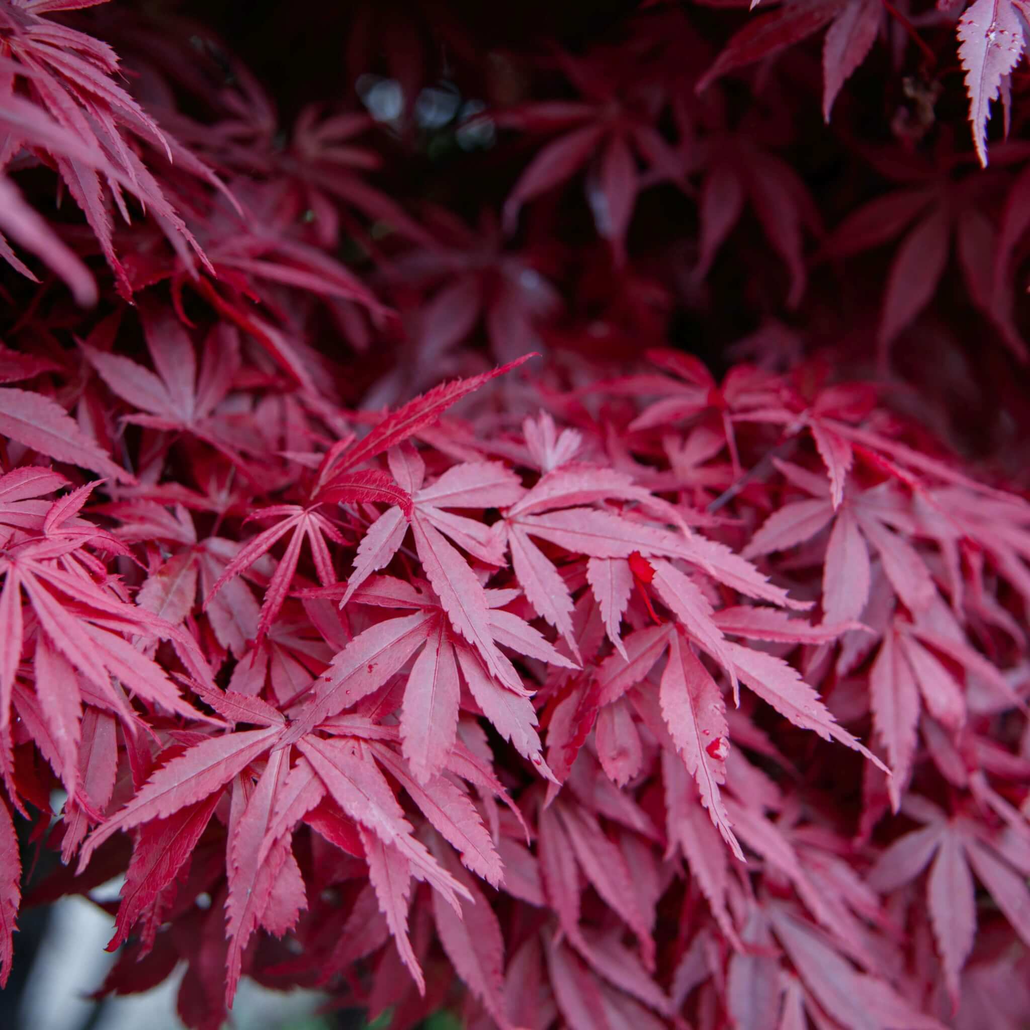 Клен дланевидный веерный Acer palmatum Atropurpureum