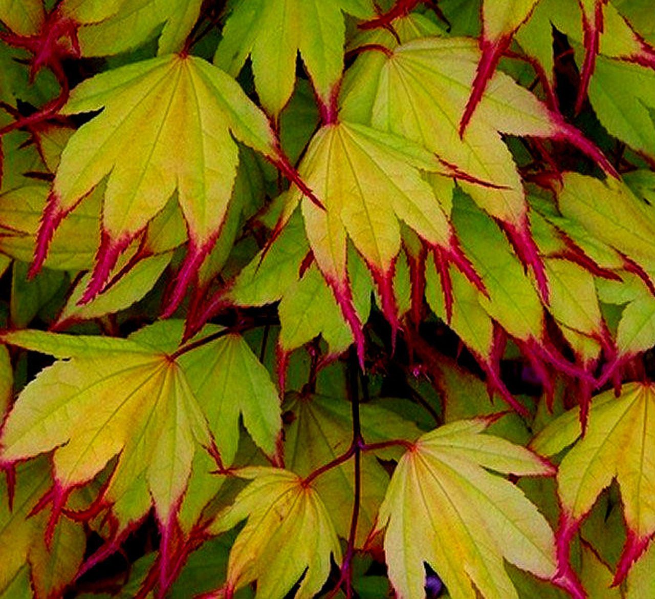 Acer palmatum Tsuma Beni