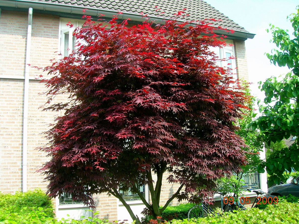 Клён веерный Атропурпуреум Acer palmatum Atropurpureum