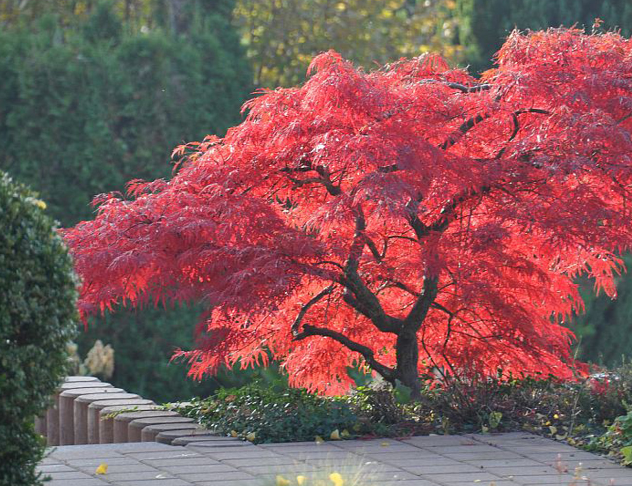 Acer palmatum Atropurpureum