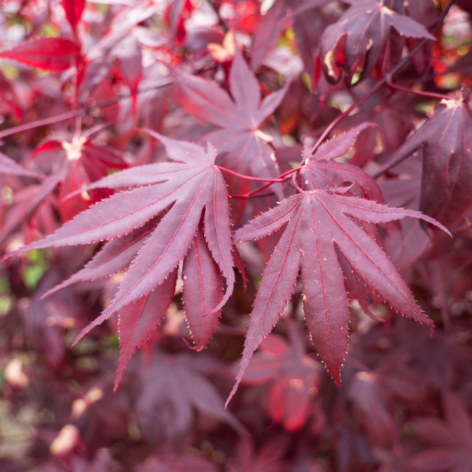 Клен Acer palmatum Bloodgood