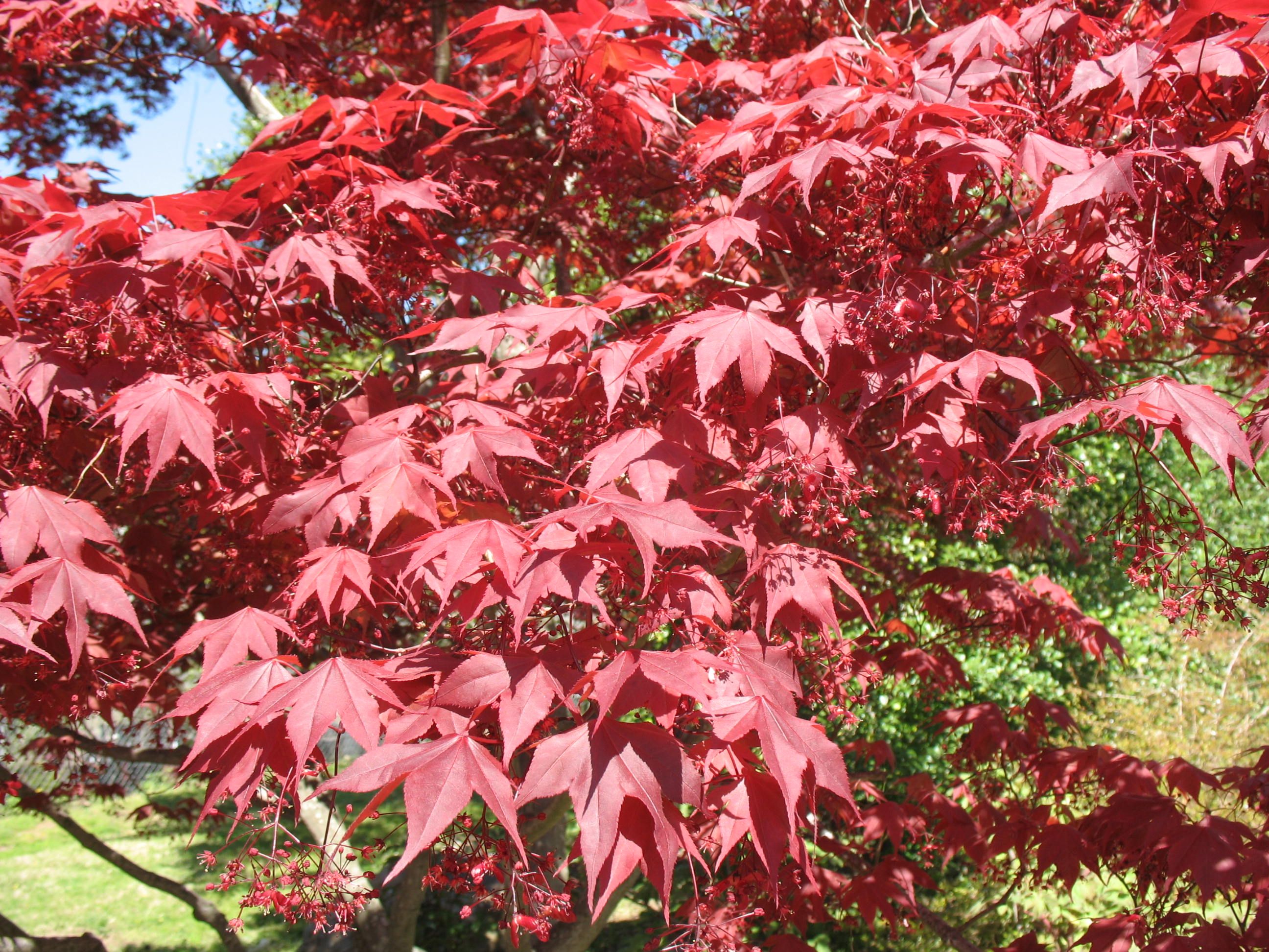 Клён веерный Acer palmatum Atropurpureum