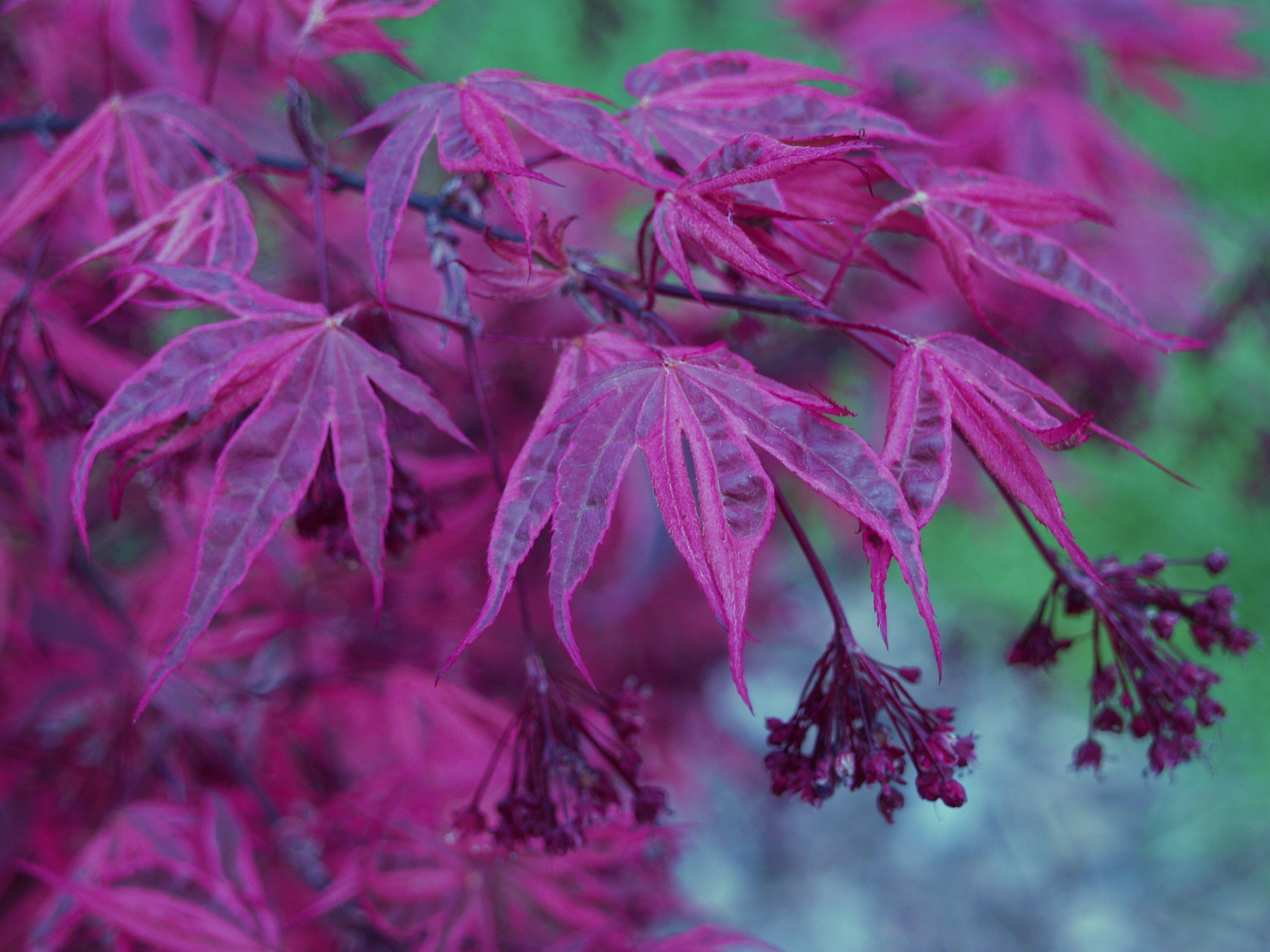 Клен дланевидный/веерный Atropurpureum