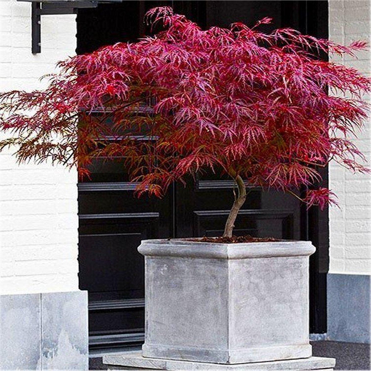 Acer palmatum \'Toyama\'