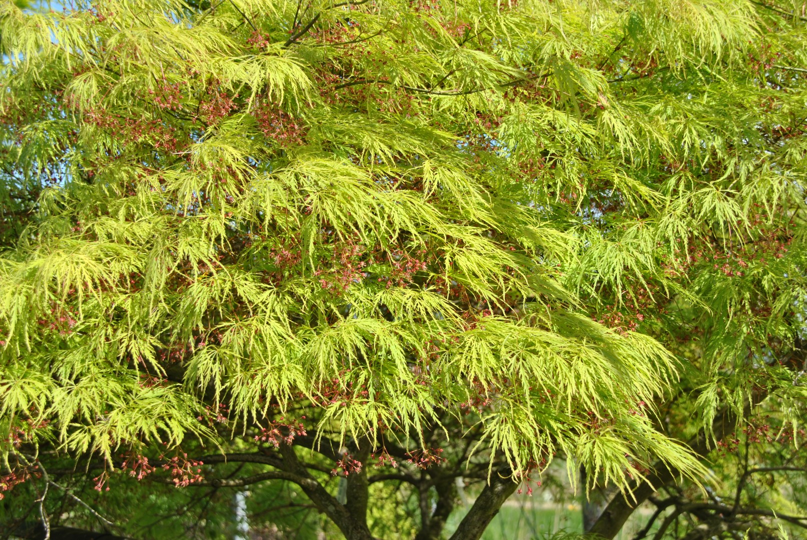 Acer palmatum dissectum Extra view from above