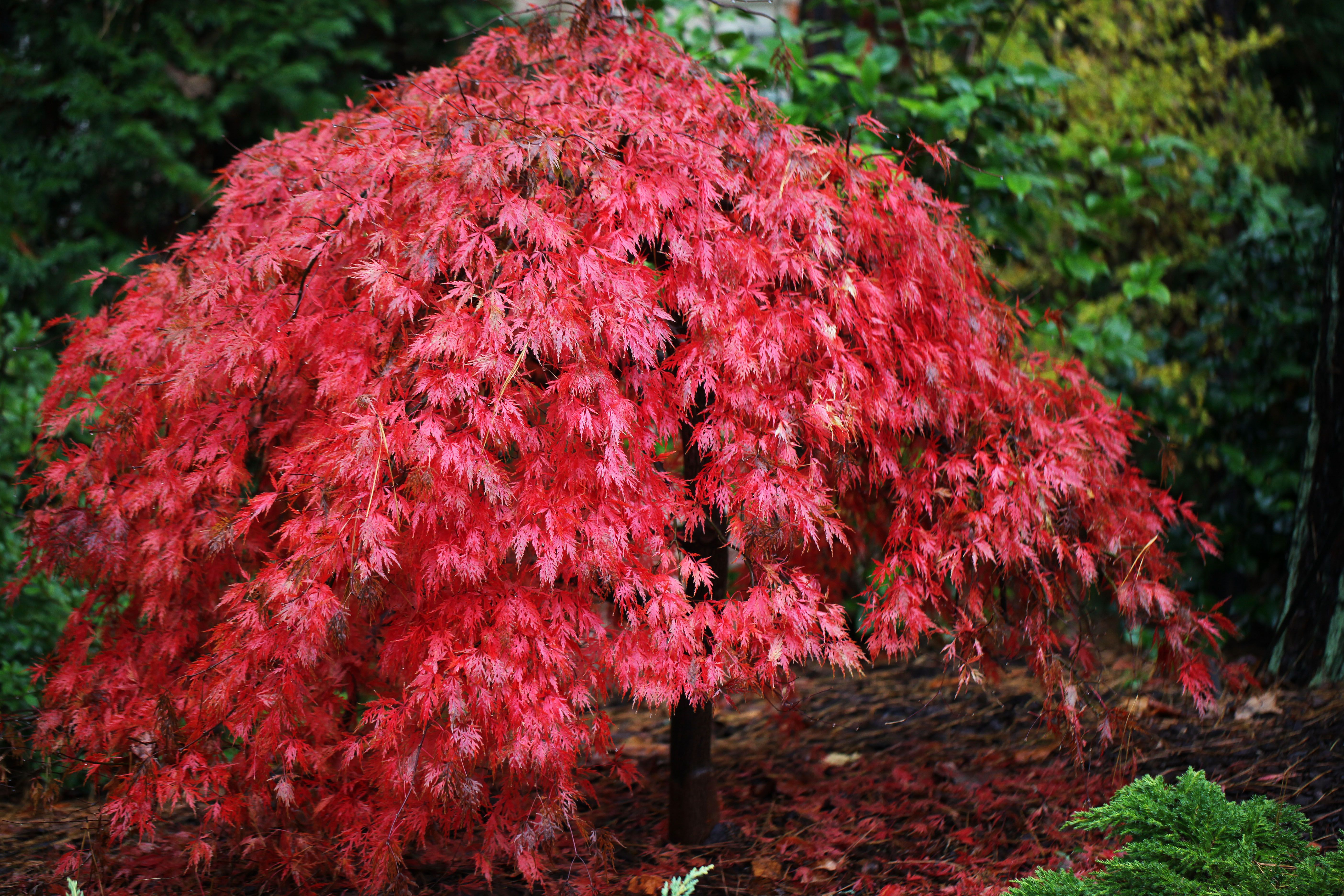 Клен японский веерный Acer palmatum