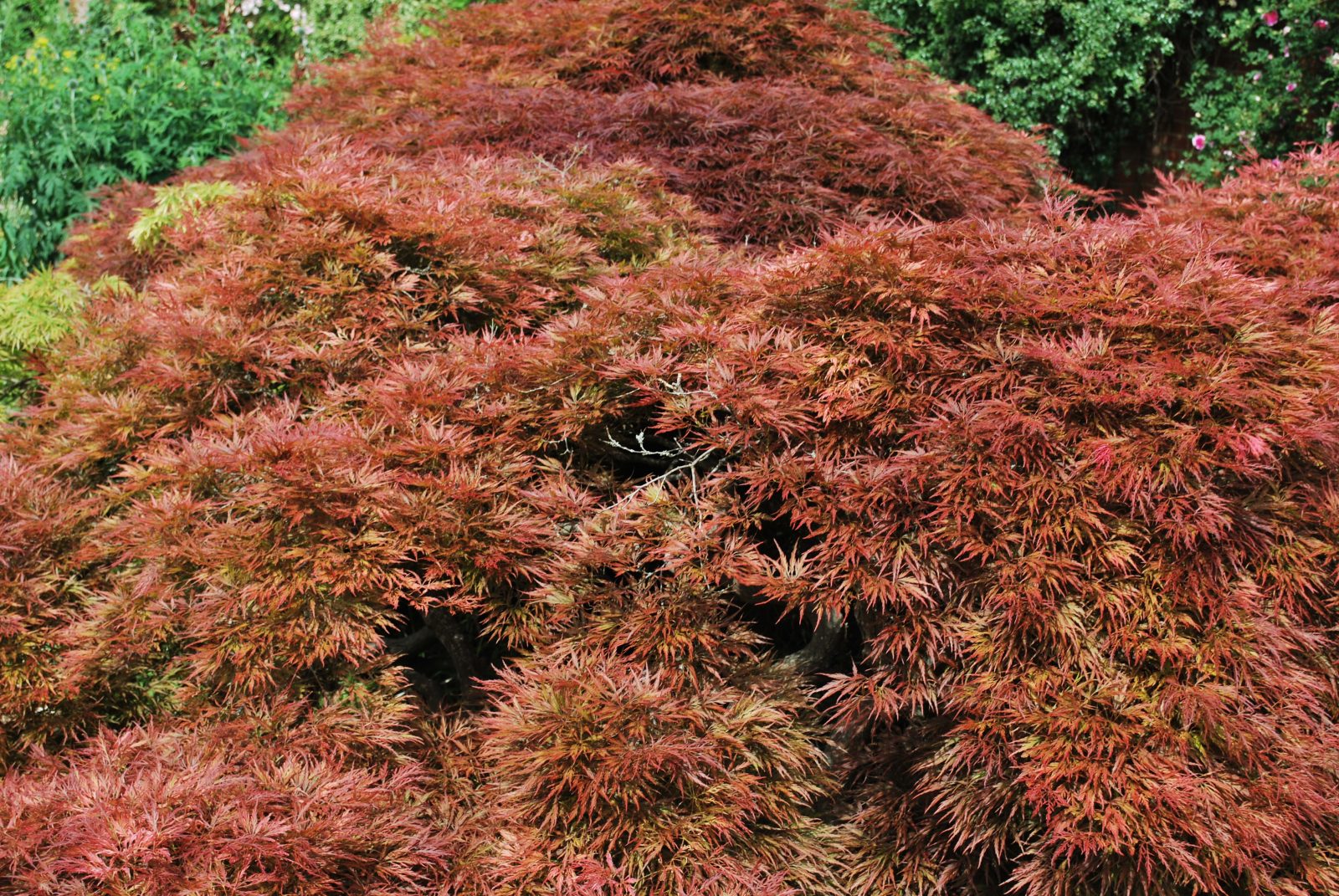 Acer palmatum dissectum Garnet