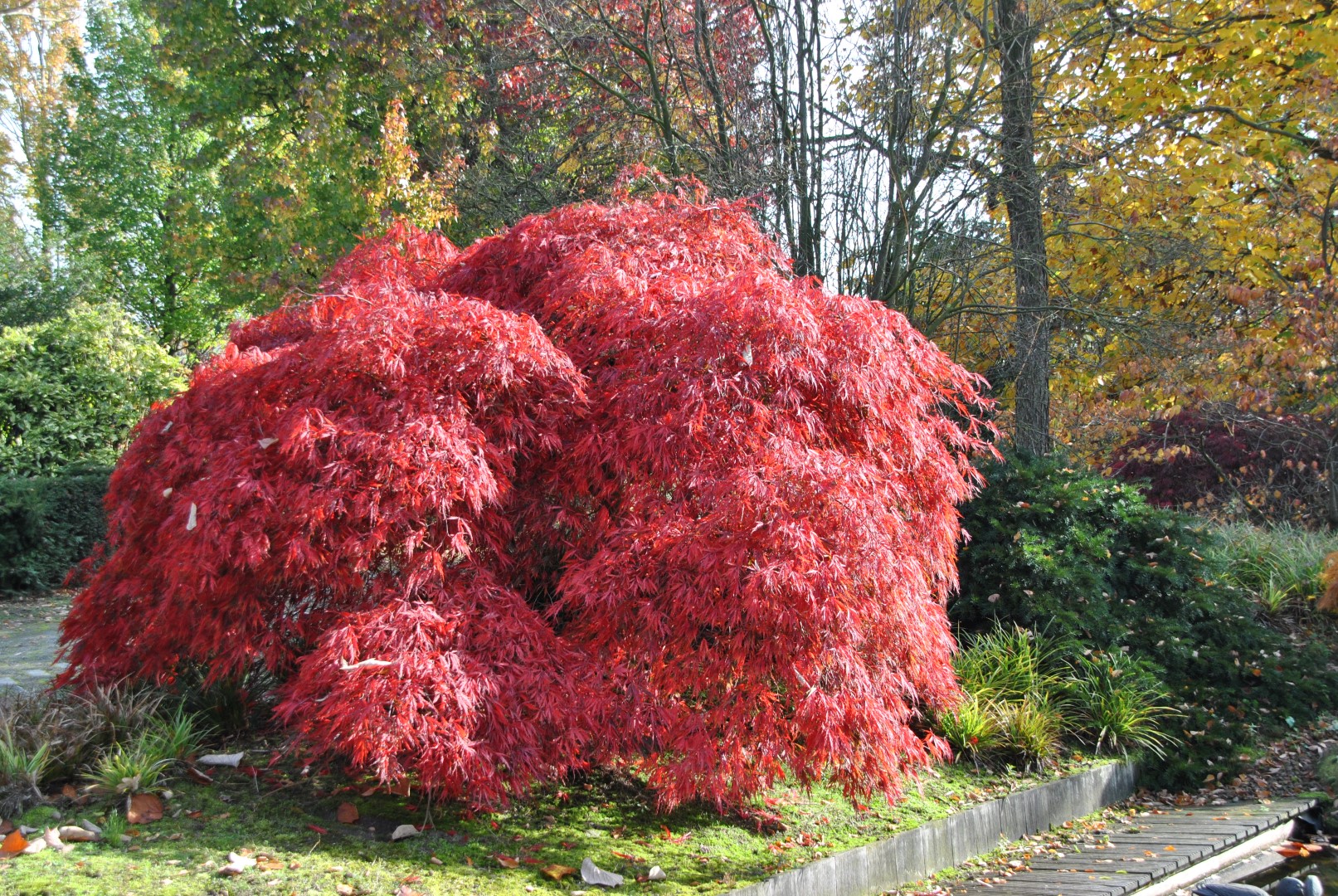 Клён японский (Пальматум) Гарнет Acer palmatum Garnet