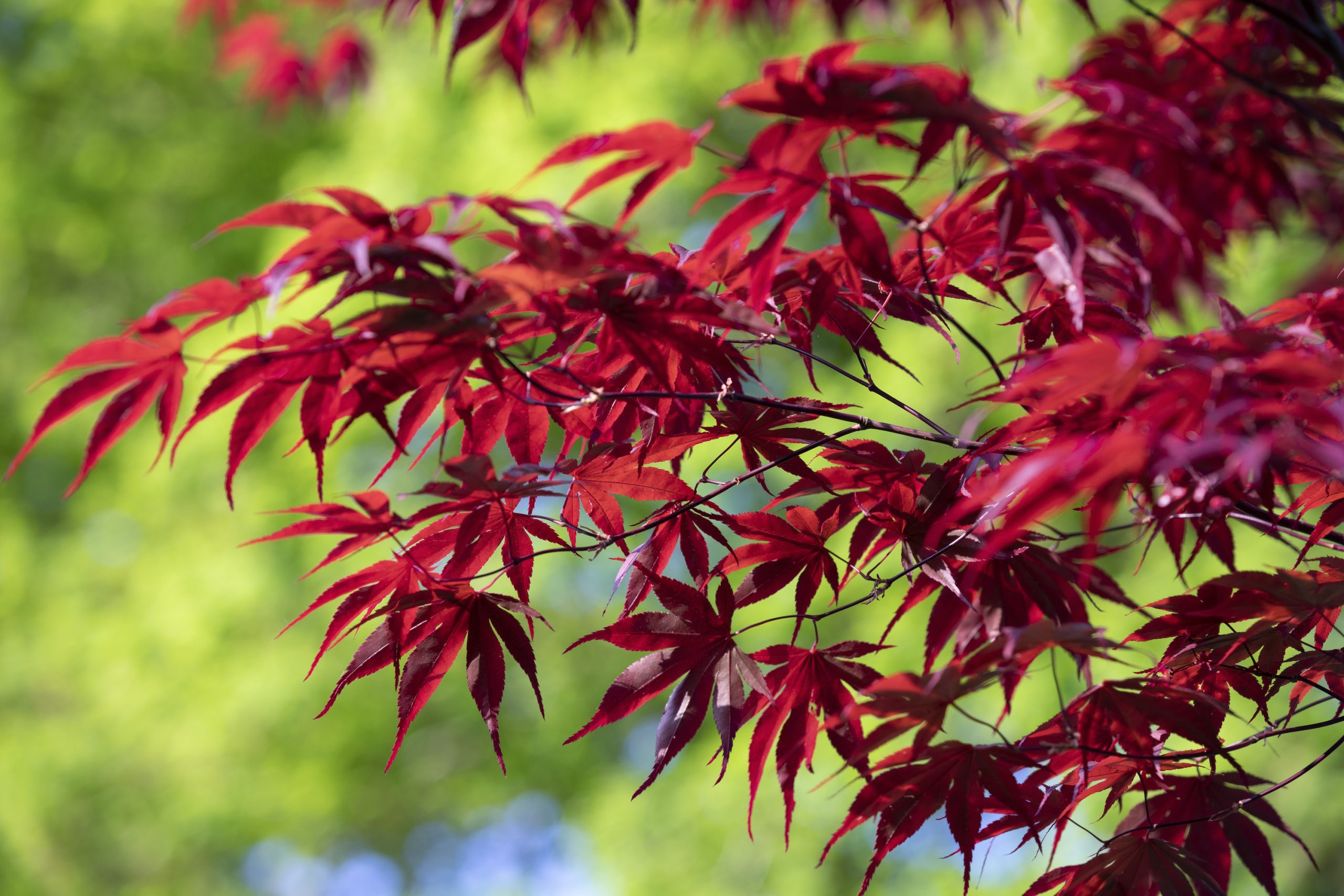 Acer palmatum Koyuki