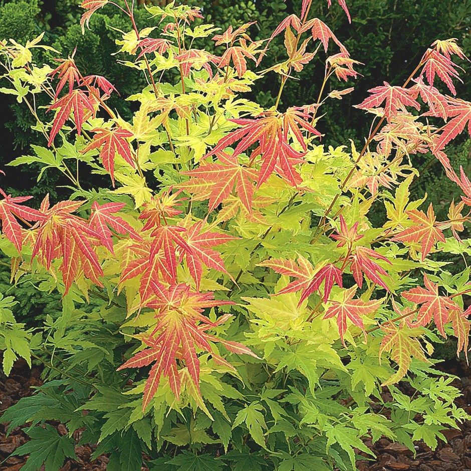 Клён дланевидный (Acer palmatum)