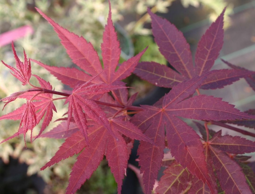 Клен дланевидный Атропурпуреум Acer palmatum Atropurpureum