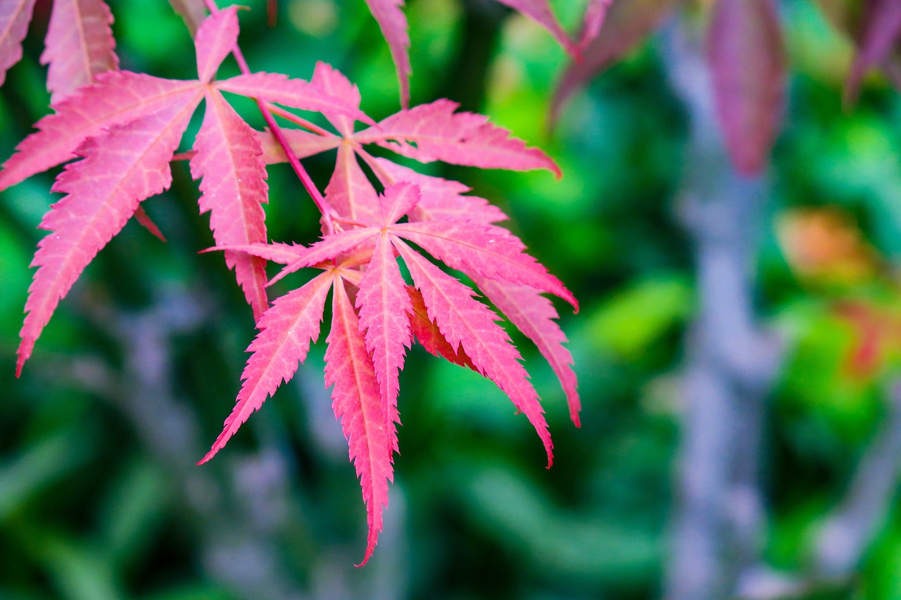 Acer palmatum Akane