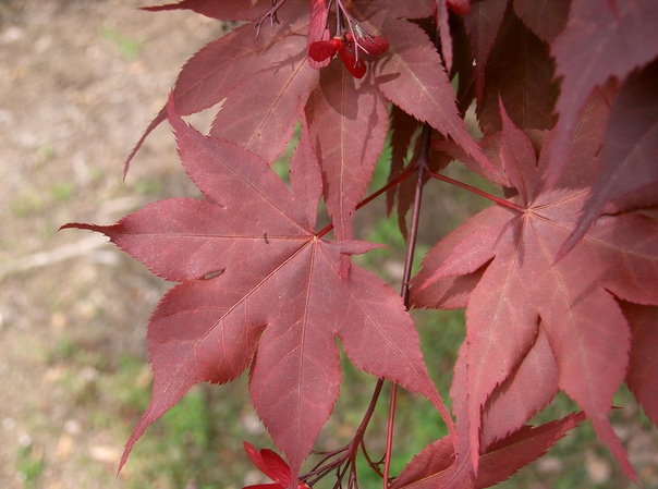 Acer palmatum var. Matsumurae