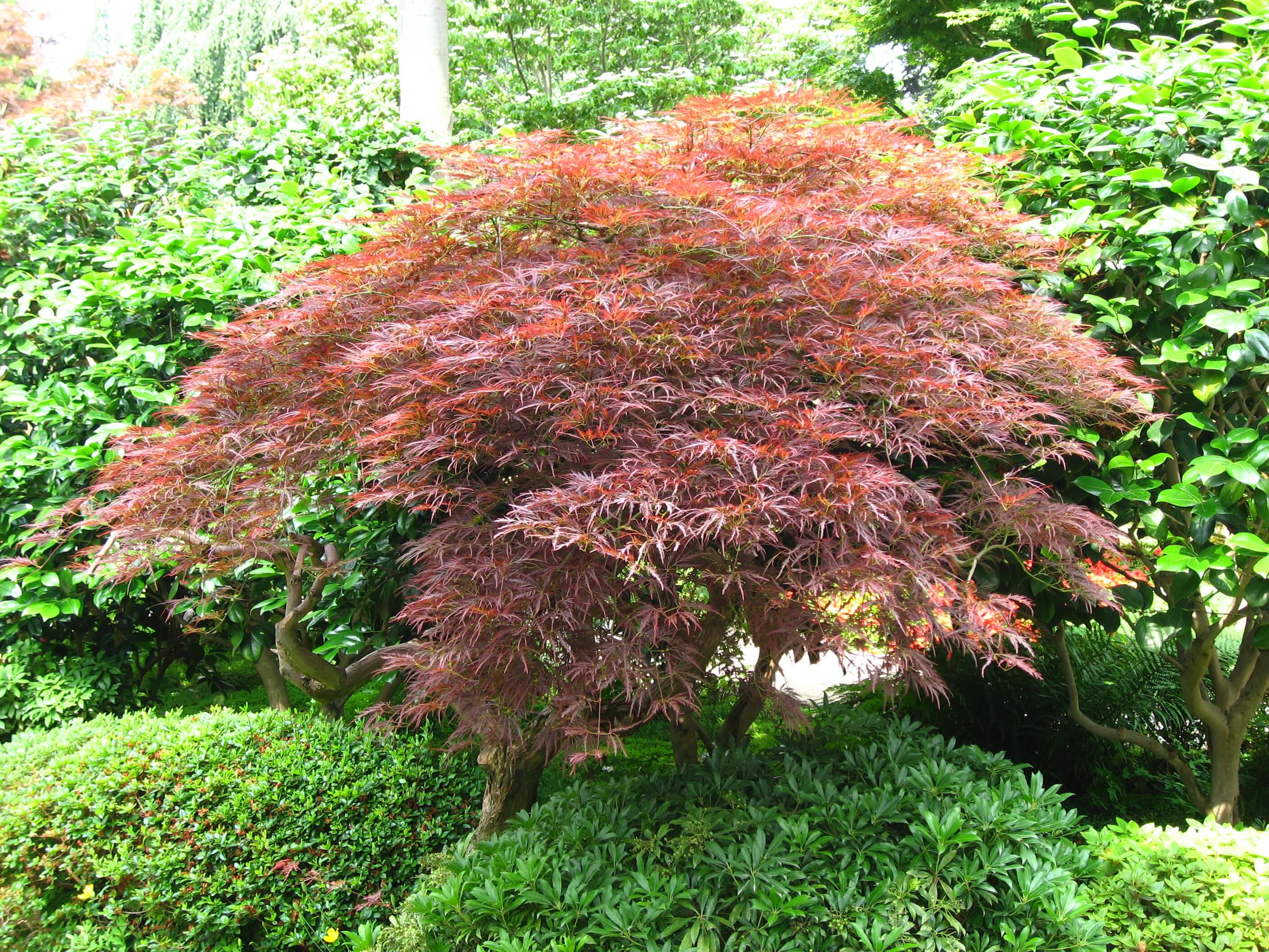 Acer palmatum dissectum