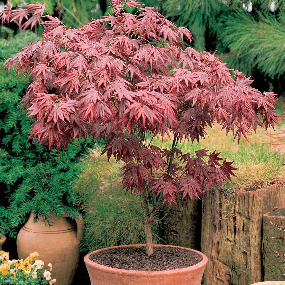 Клен Acer palmatum Atropurpureum