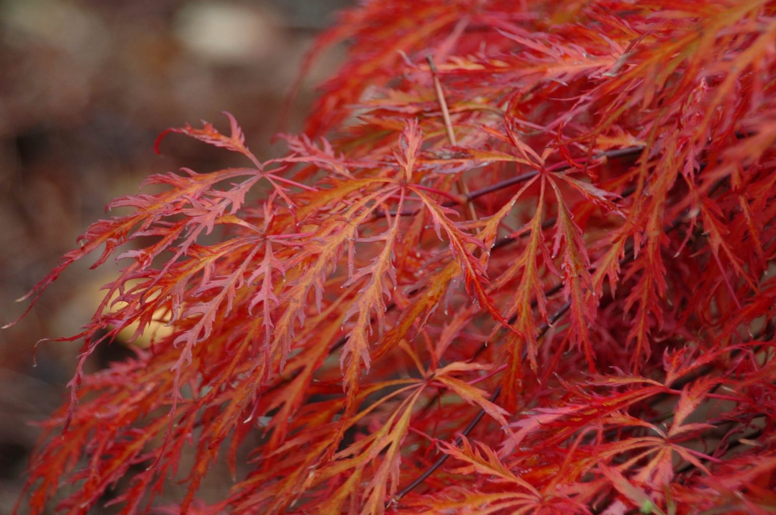 Клен дланевидный/веерный (Acer palmatum Katsura)