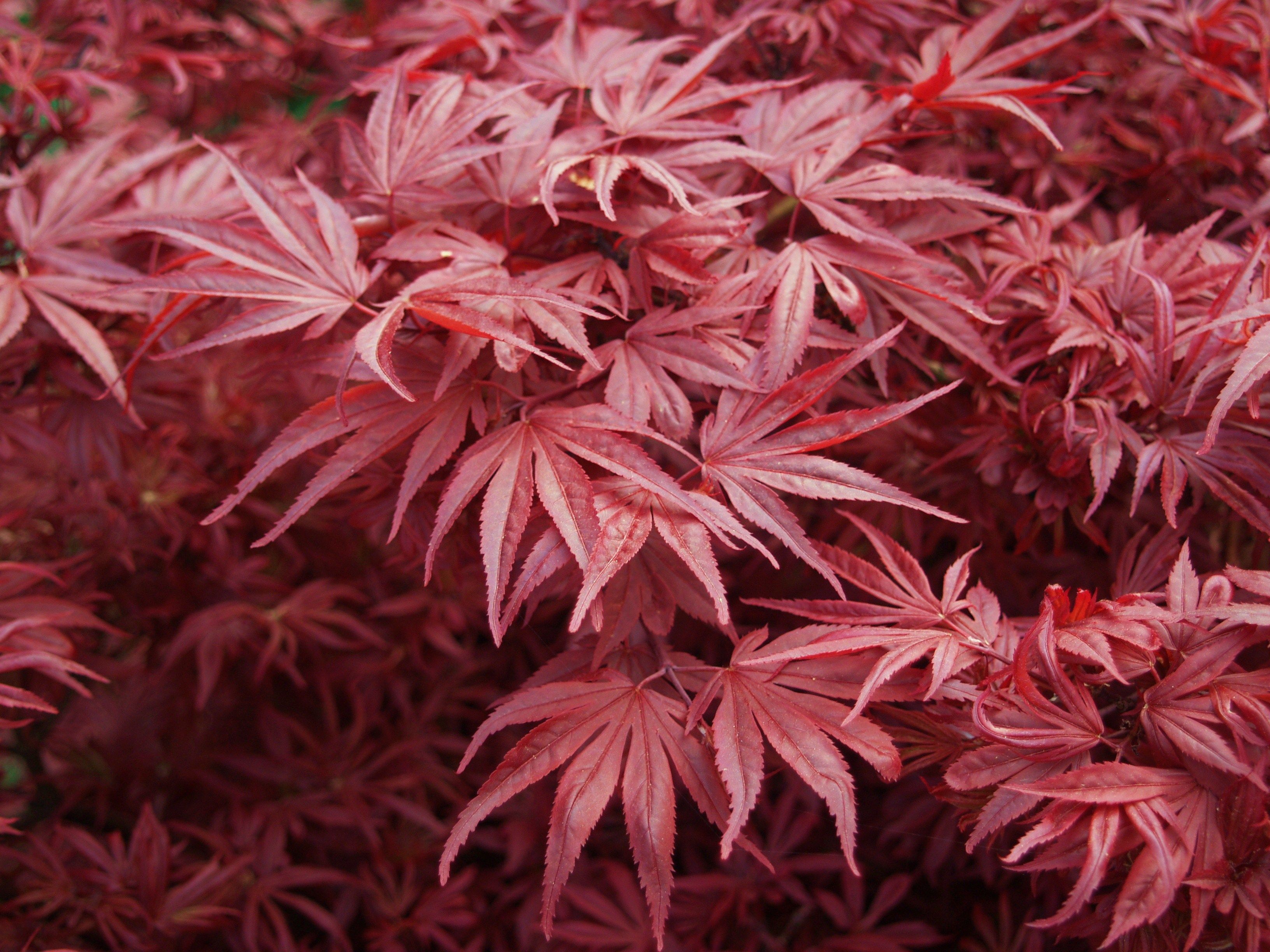 Acer palmatum Shaina