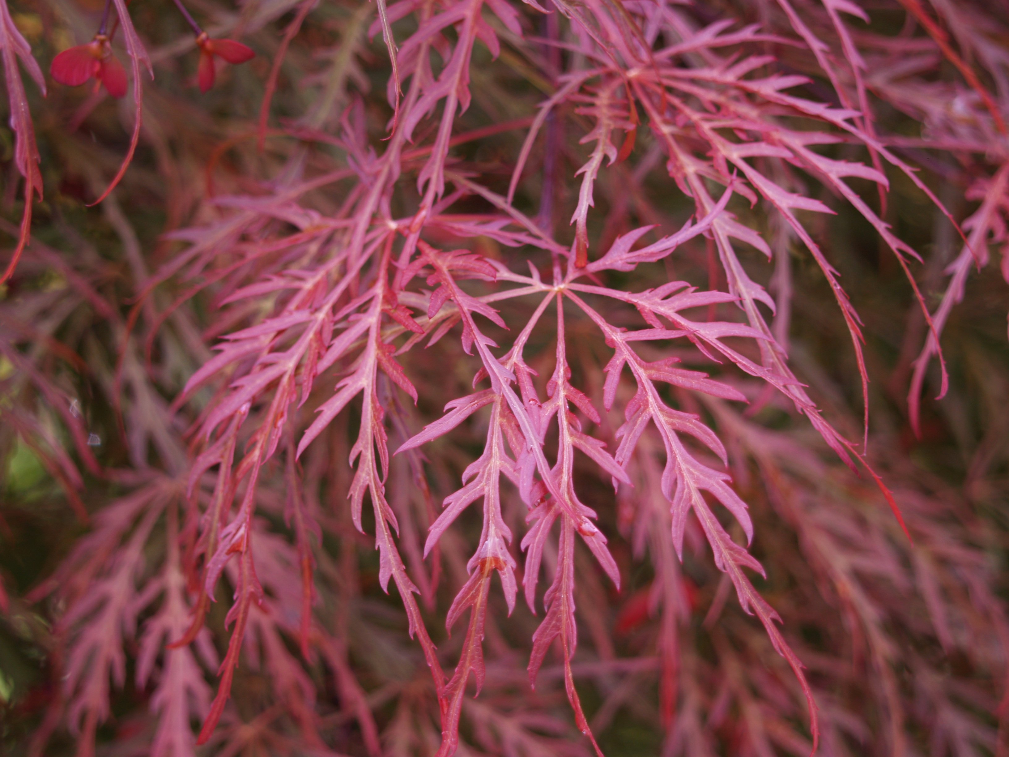 Acer palmatum \'Crimson Queen\'