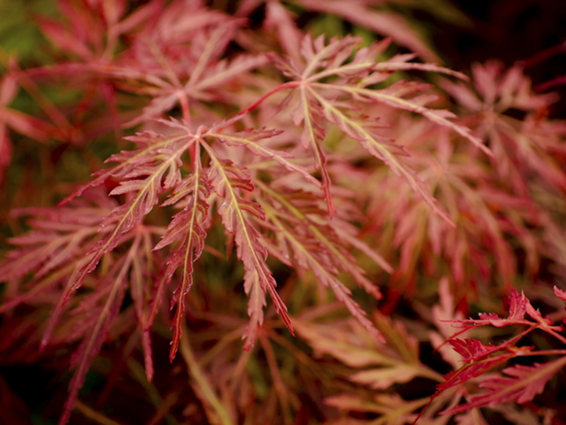 Acer Pal Orangeola