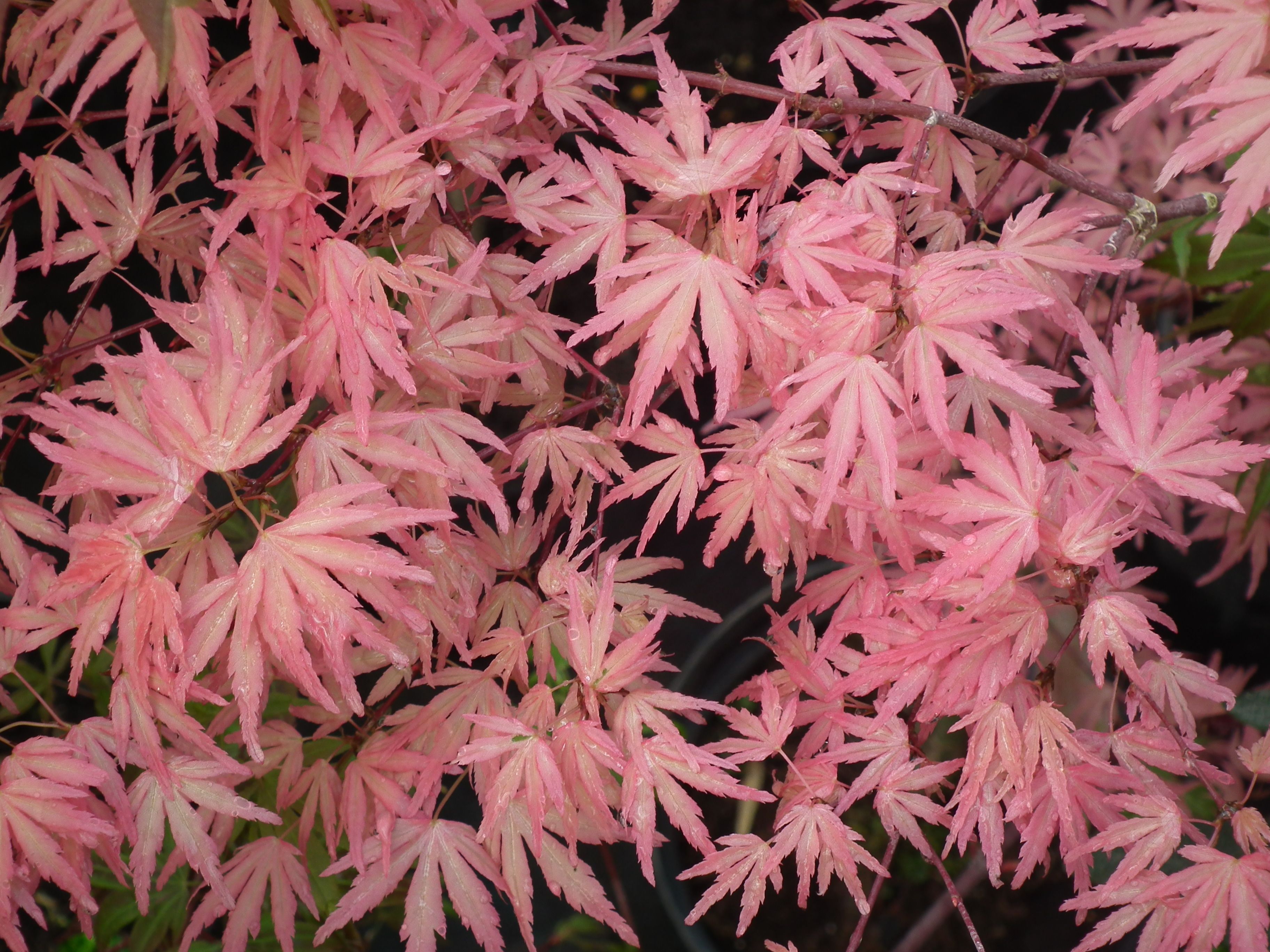 Acer palmatum \'Pixie\'