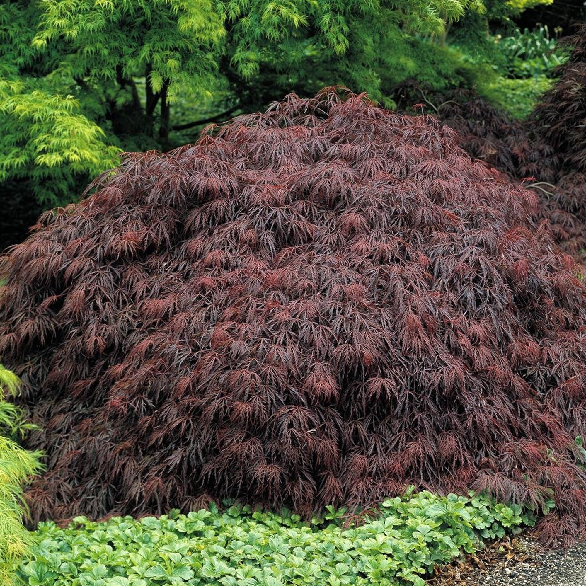 Клен Acer palmatum Garnet