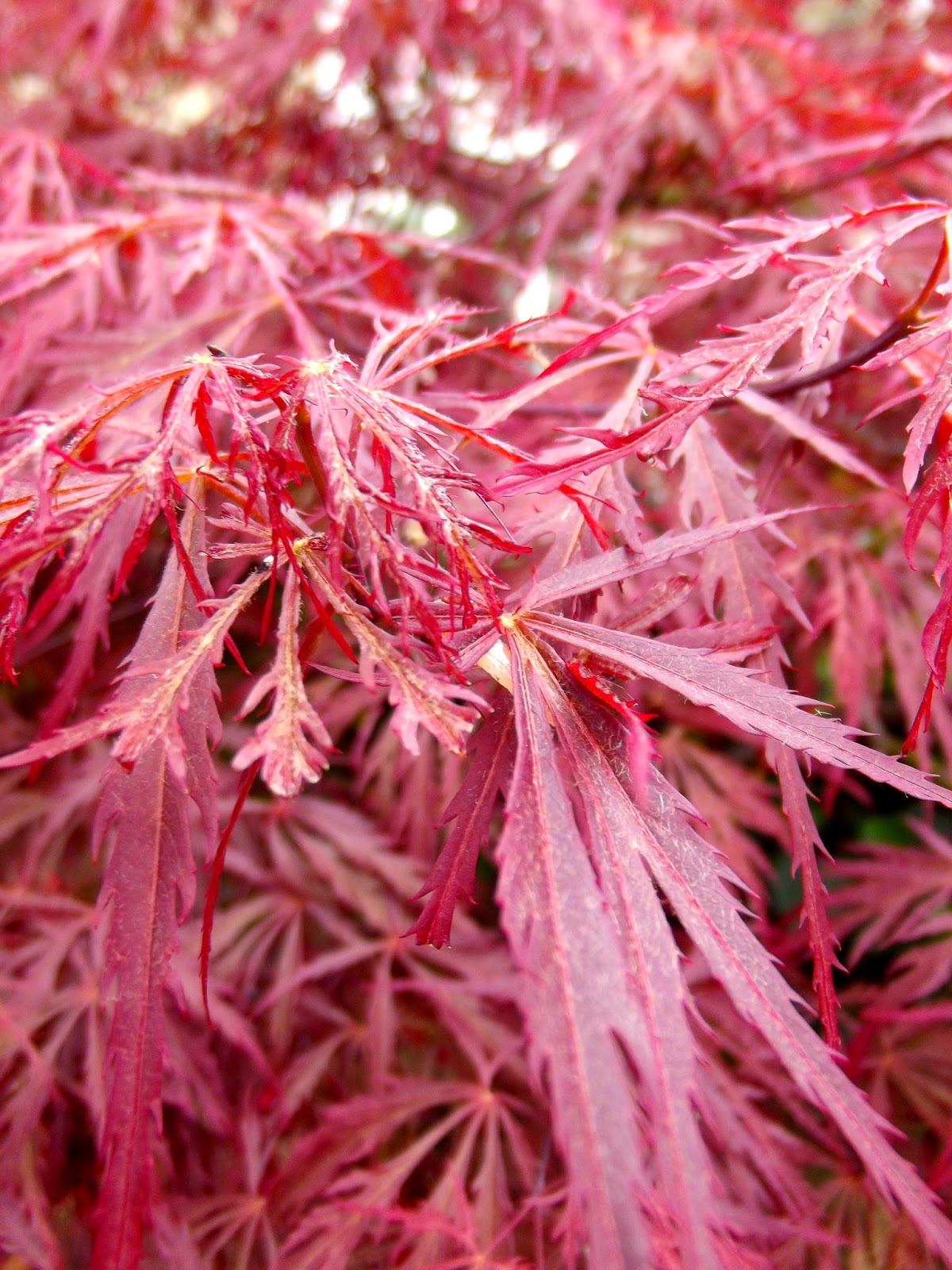 Клен японский Гарнет Acer palmatum Garnet