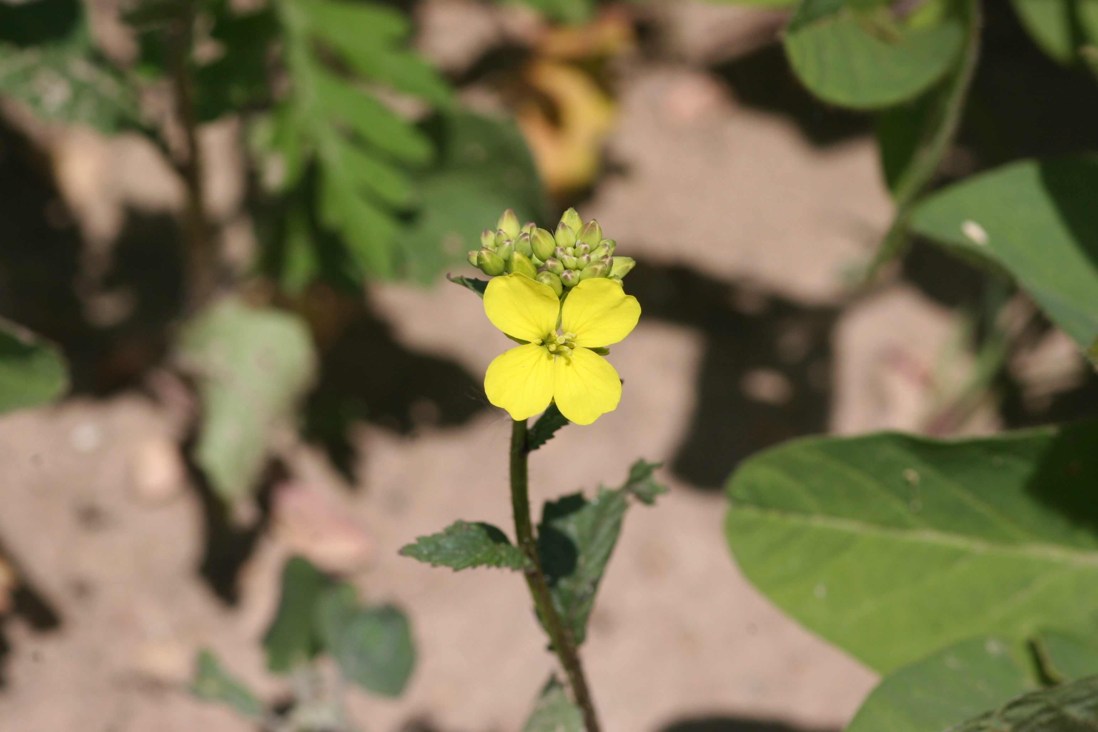 Wild Mustard picture closeup