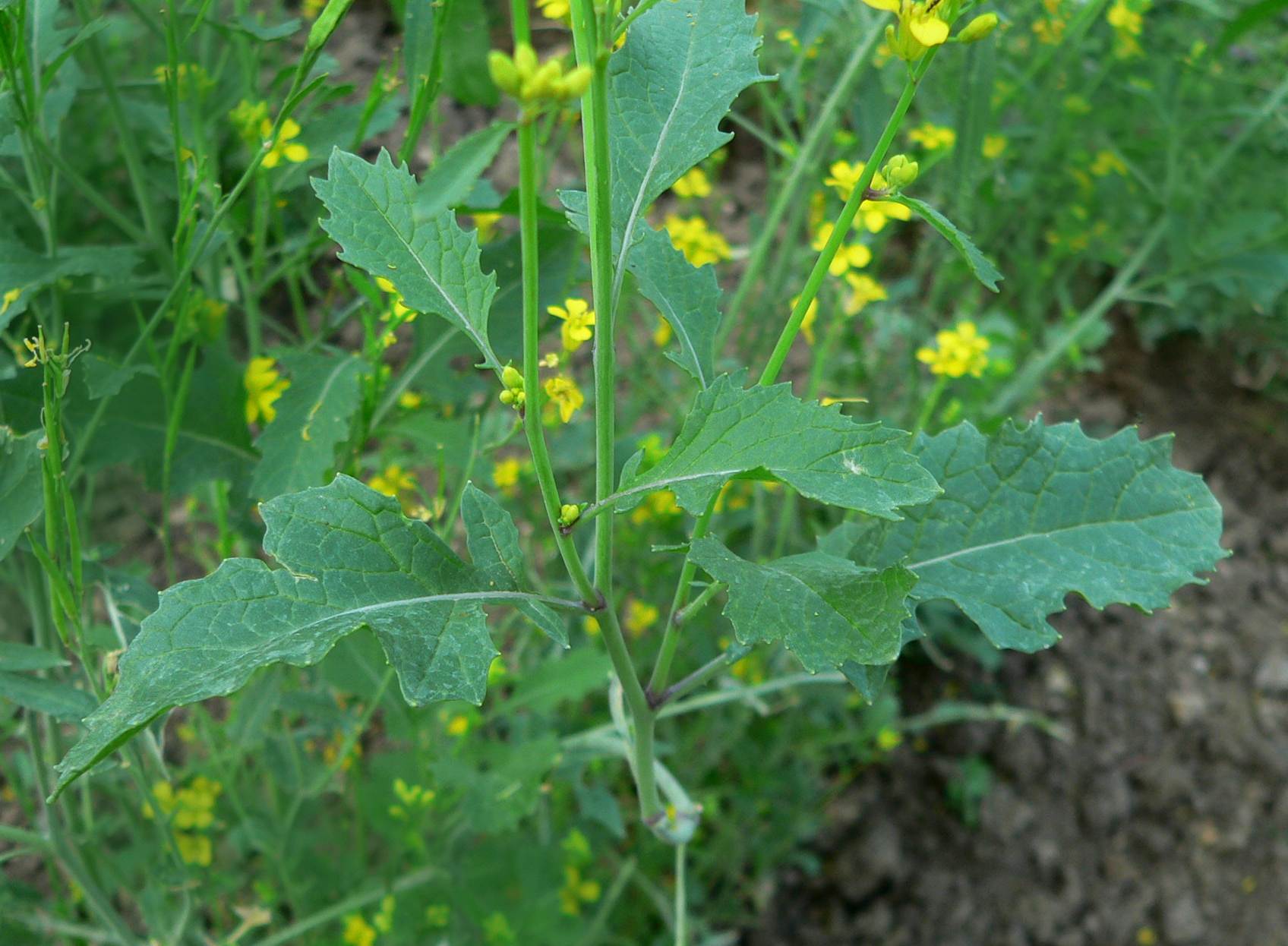 Sinapis nigra - Brassica nigra (черная горчица)