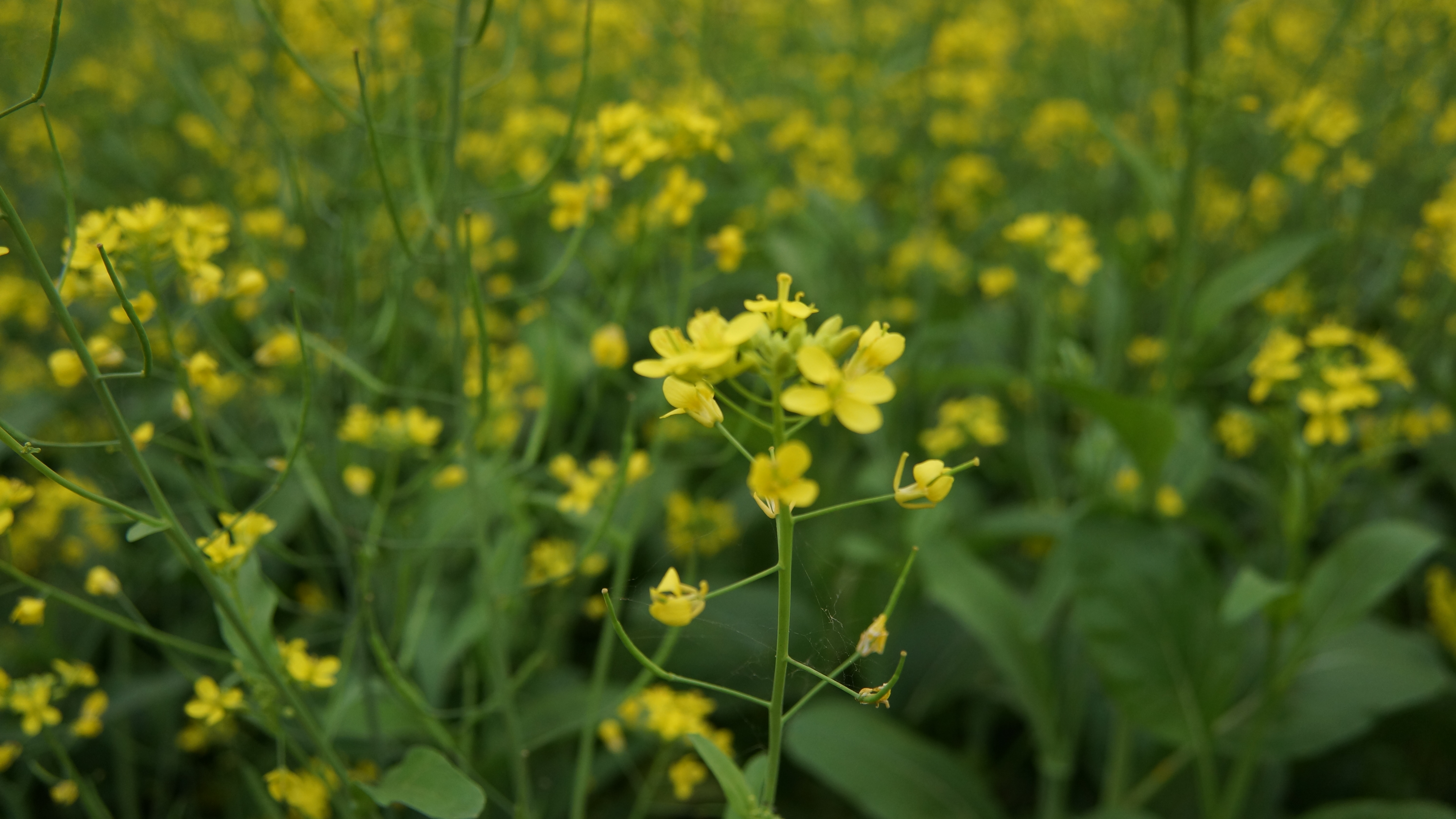 Сурепка Camelina листья