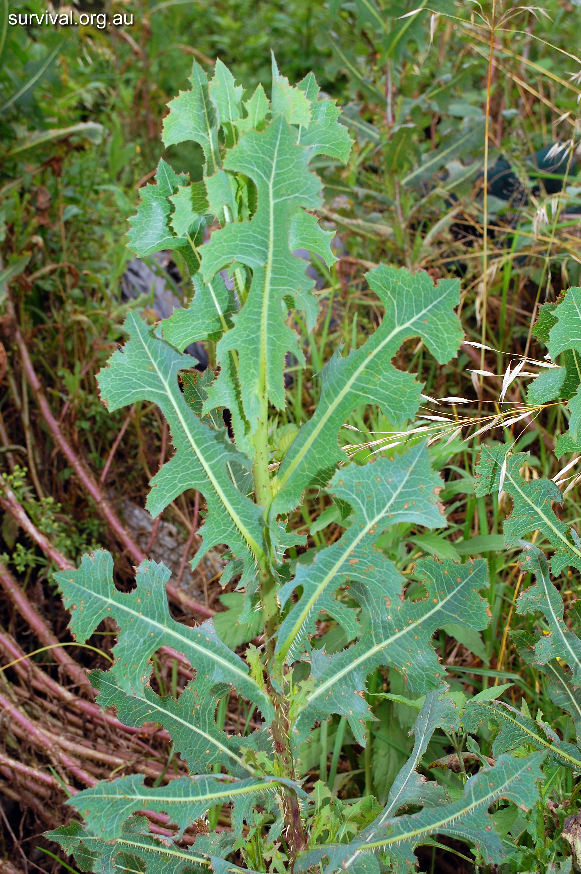 Трава сорняк съедобная. Латук Компасный (Lactuca serriola). Молокан (латук дикий). Латук дикий (Lactuca virosa). Латук дикий (Lactuca serriola.