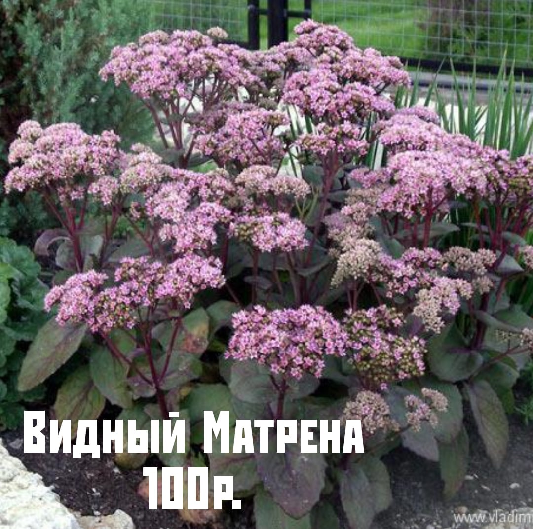 Очиток Видный «Матрона» (Sedum spectabile Matrona)