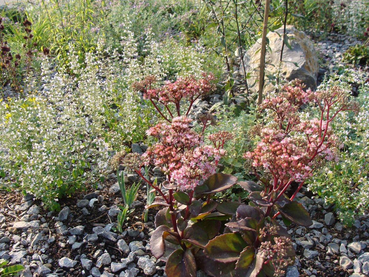 Седум Sedum telephium oriental Dancer