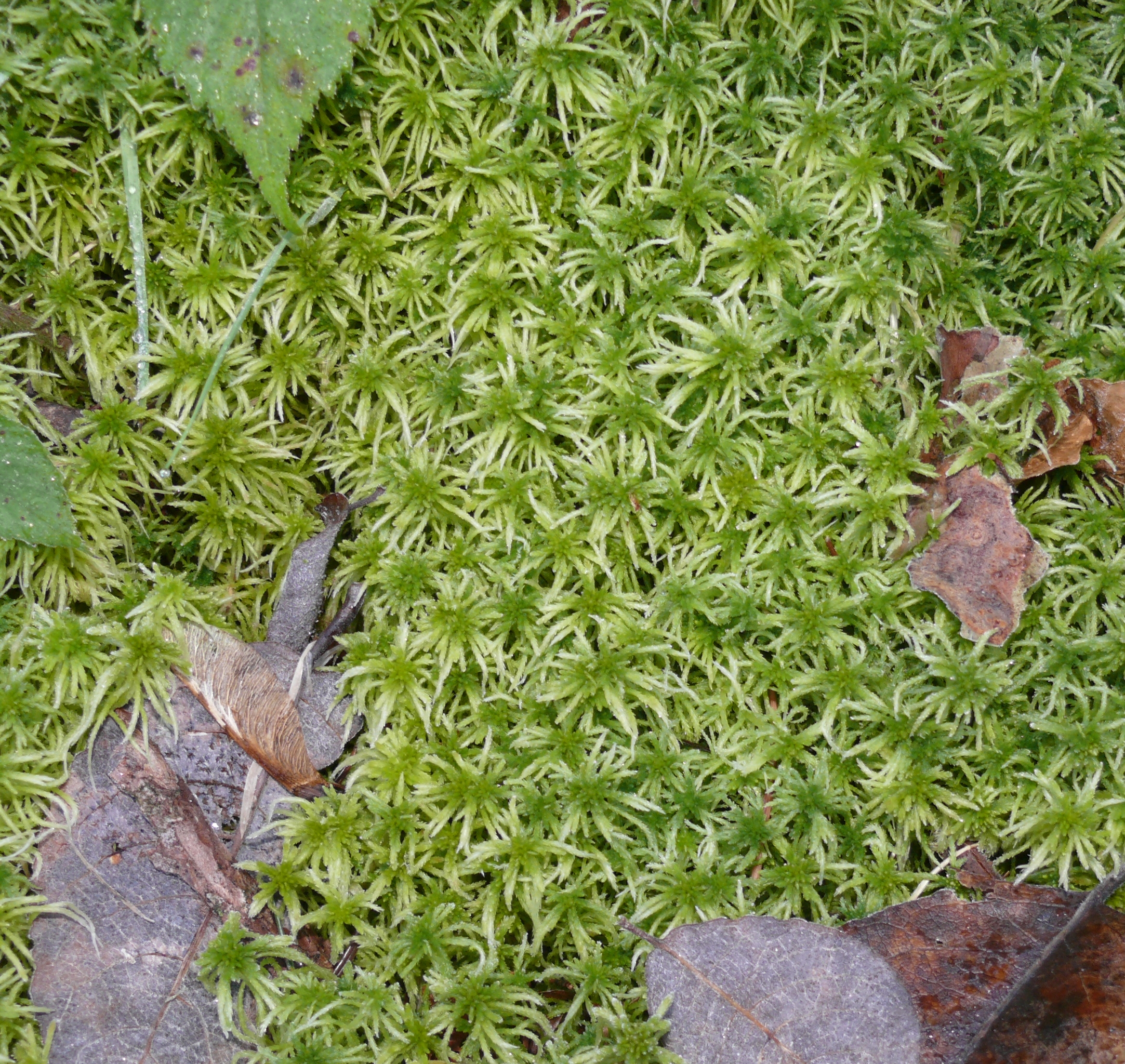 Sphagnum girgensohnii