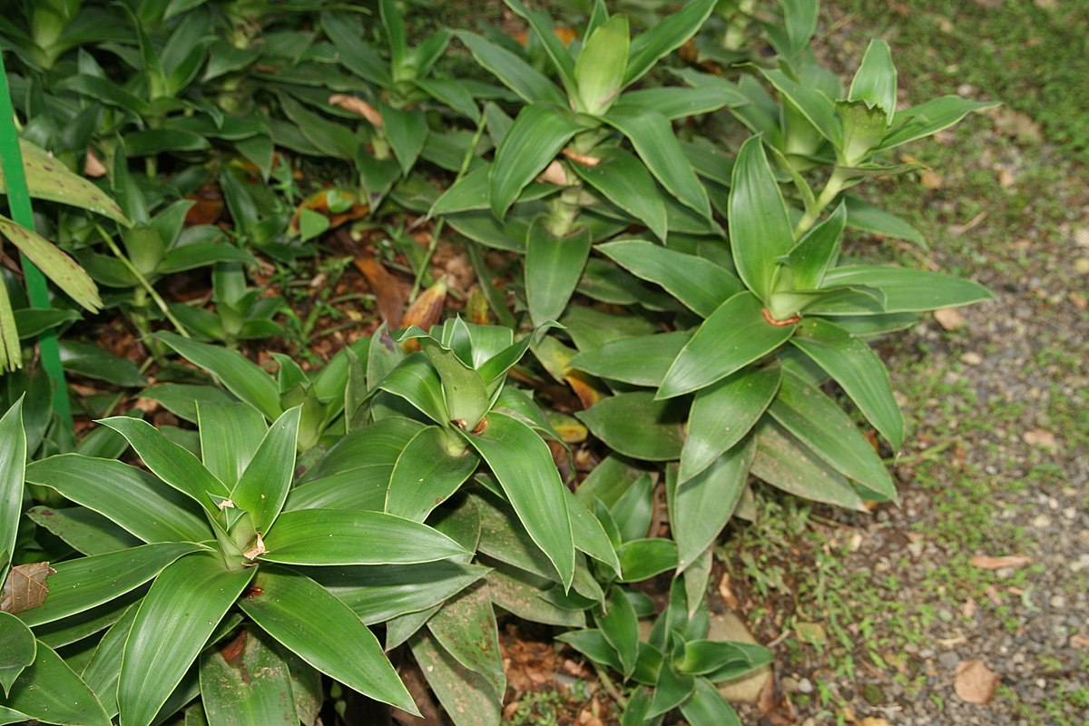 Каллизия душистая, Фрагранс (Callisia fragrans