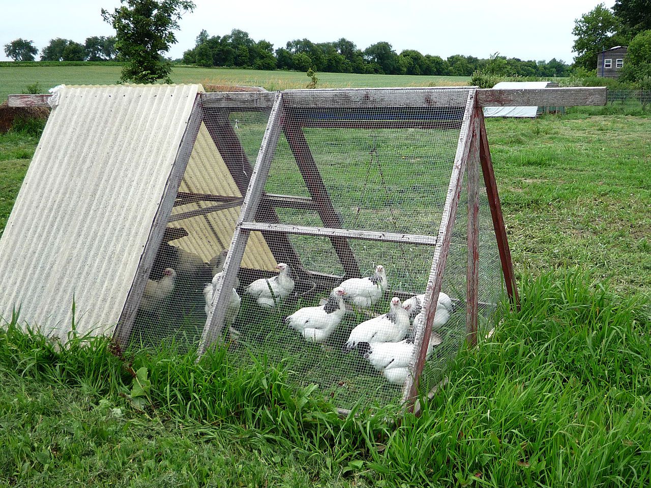 Куриный Трактор. Как сделать, летний переносной домик для цыплят ,�своими руками.