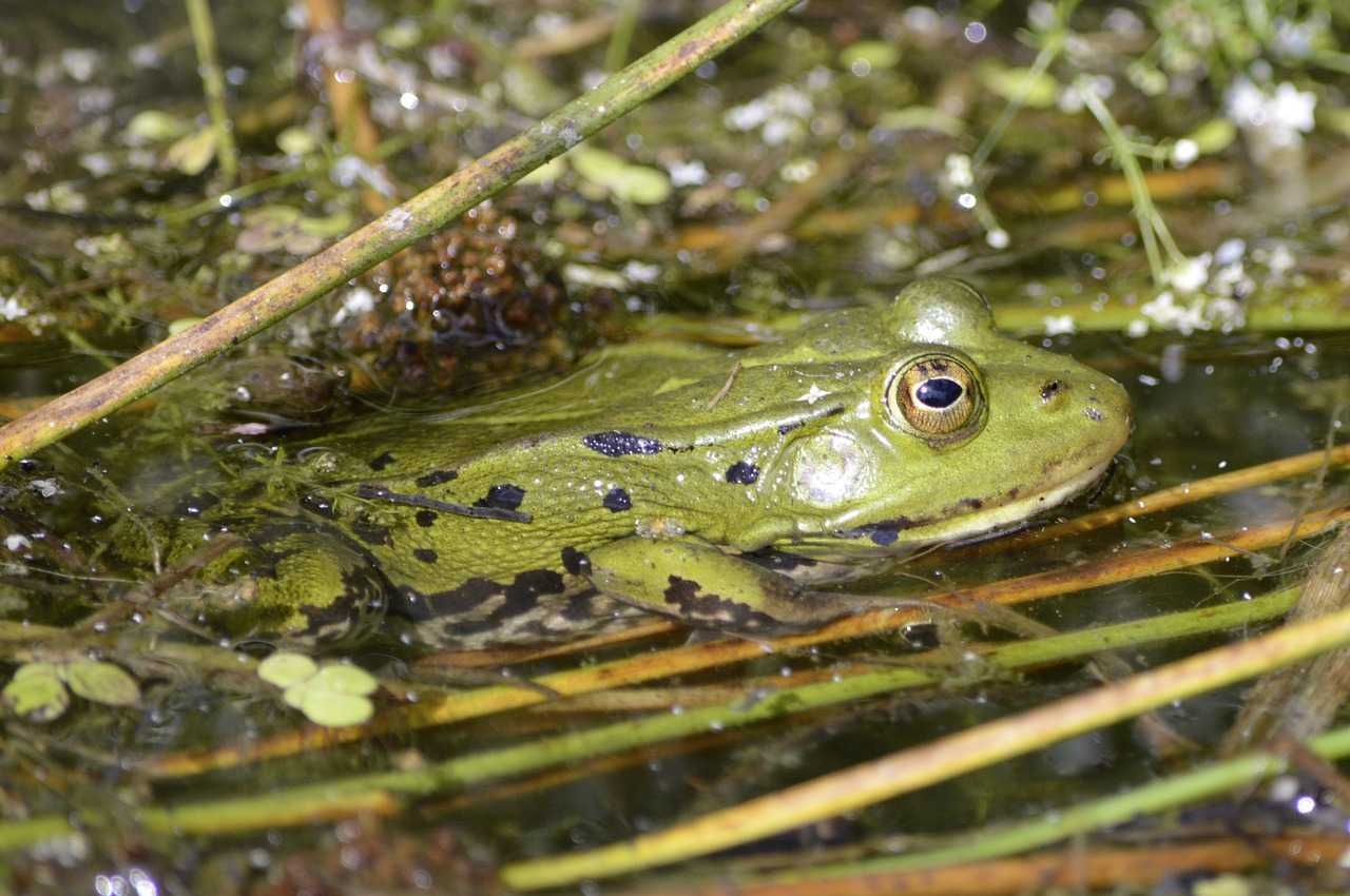 Лягушка Прудовая (лат. Pelophylax lessonae)