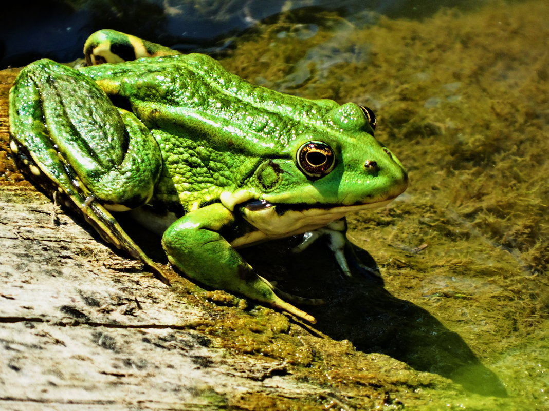 Прудовая лягушка Pelophylax lessonae