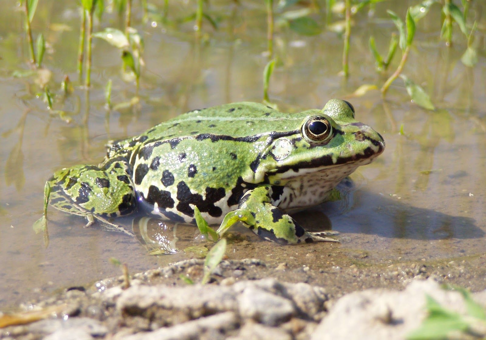 Pelophylax KL. Esculentus