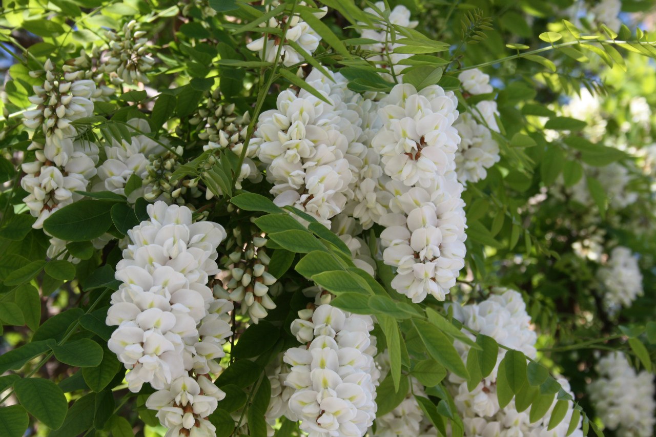 Акация белая (Робиния псевдоакация) (Robinia pseudoacacia)