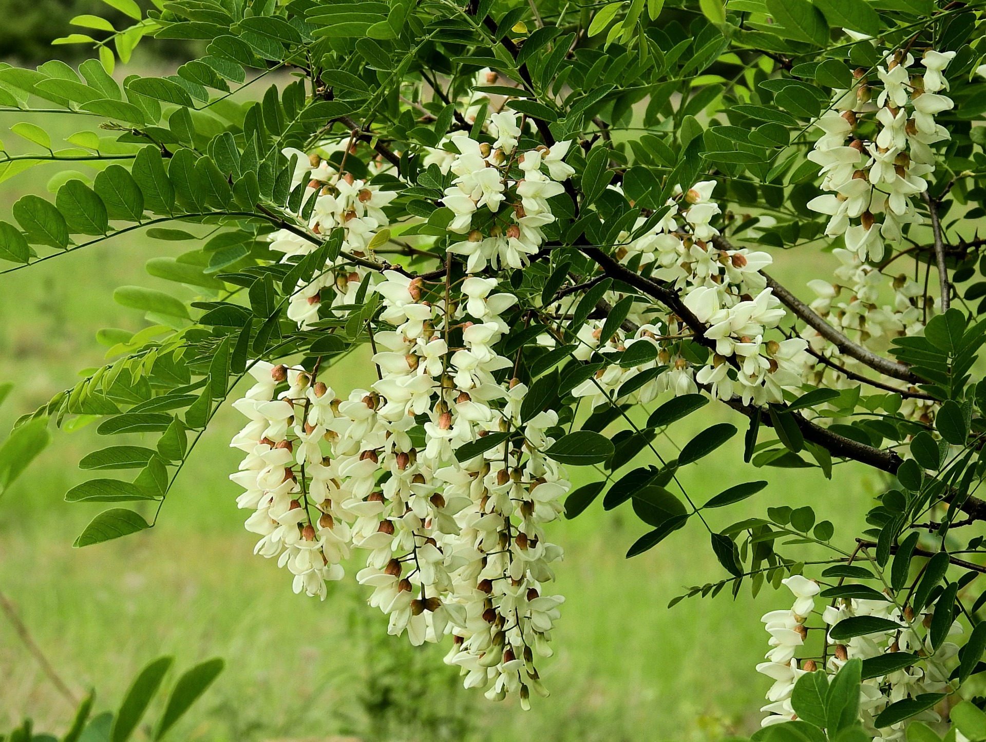 Робиния псевдоакация лист