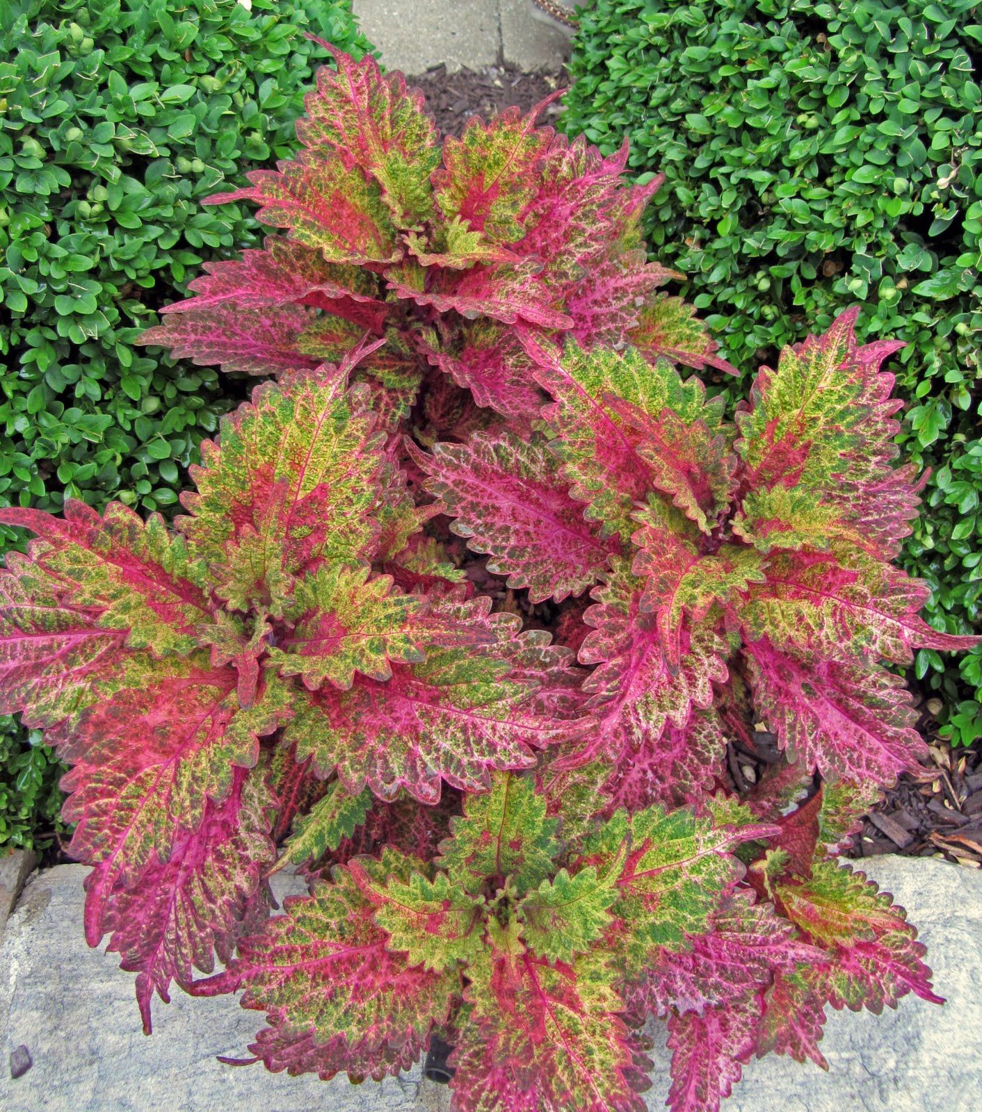 Coleus Volcano колеус