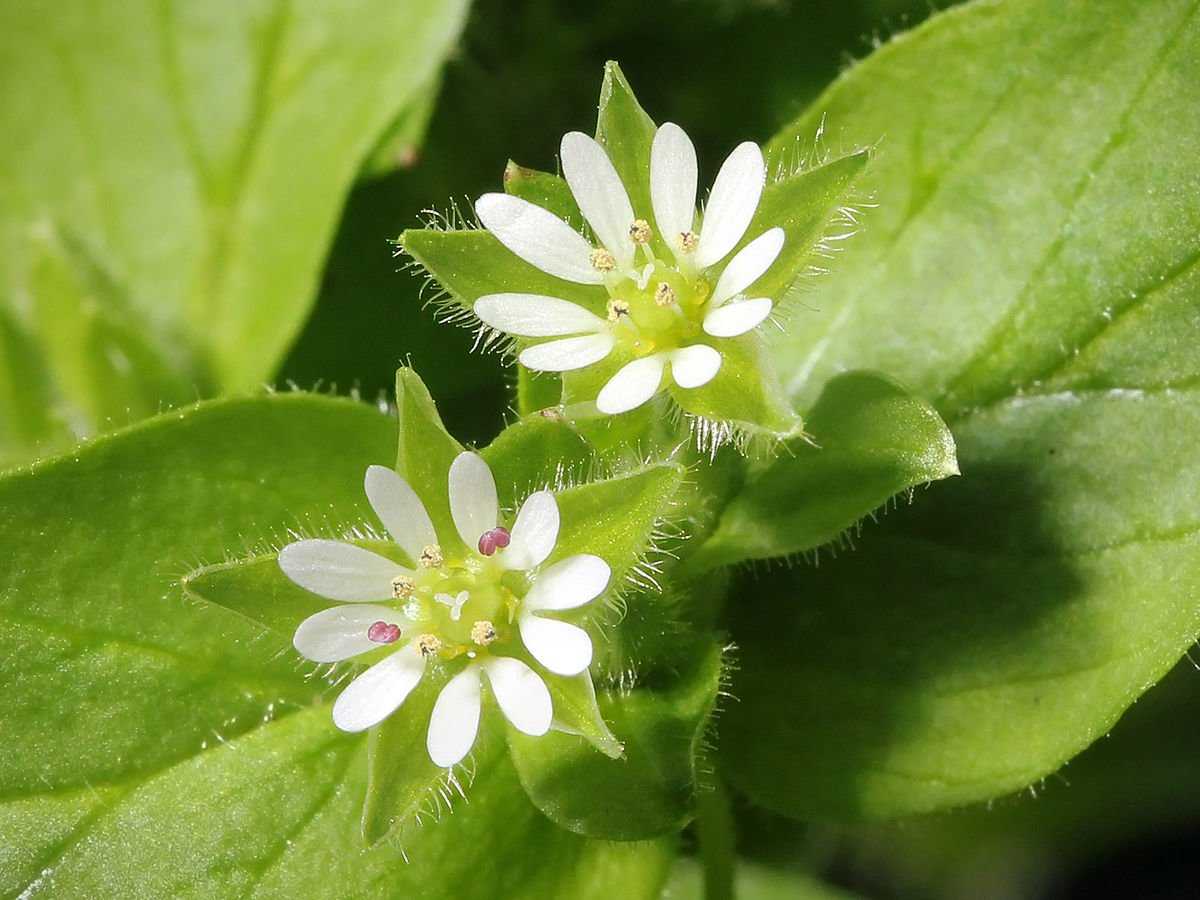 Звездчатка средняя (мокрица) (Stellaria Media)