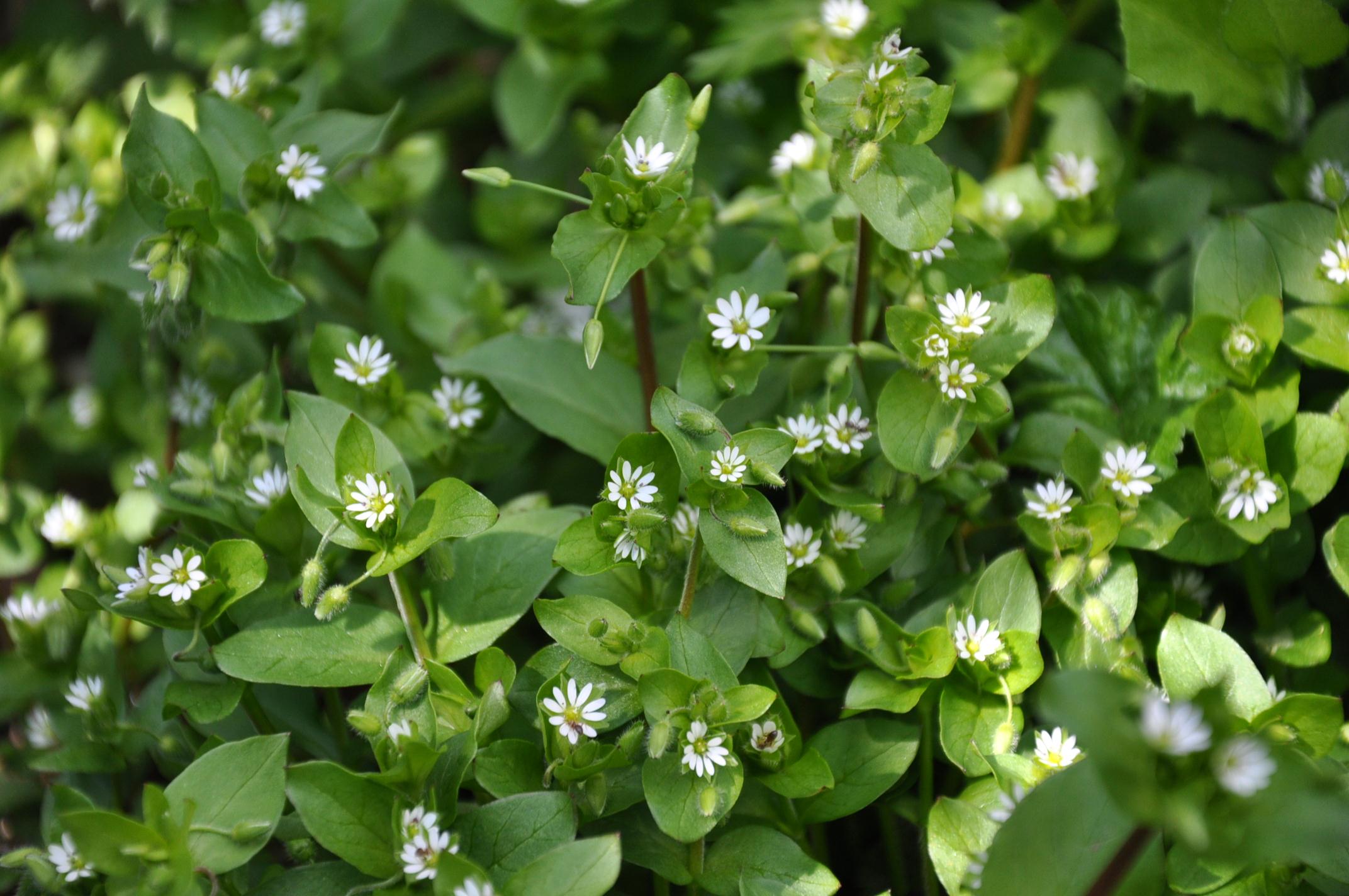 Звездчатка средняя (Stellaria Media)