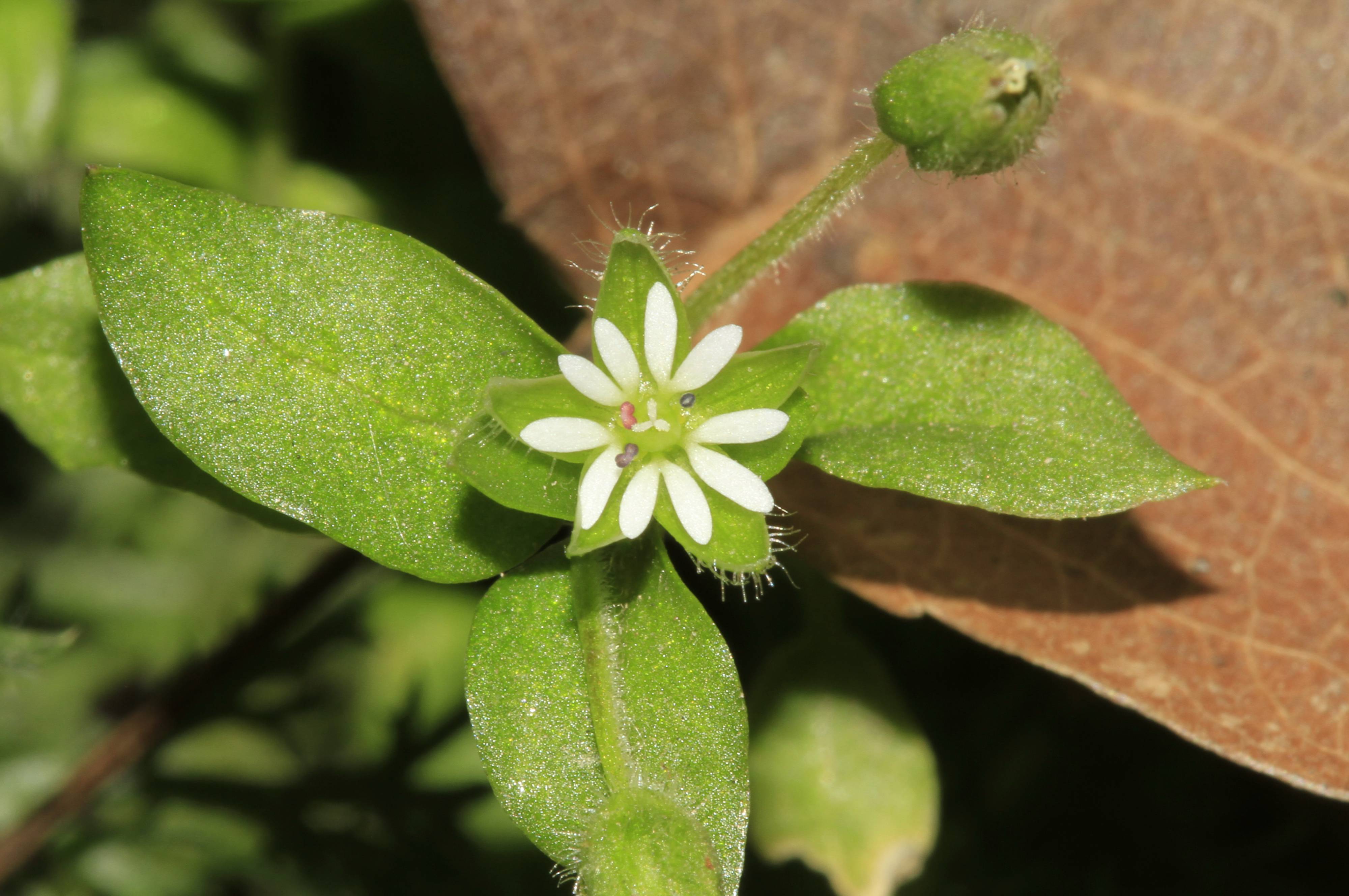 Звездчатка стелющаяся Stellaria decumbens